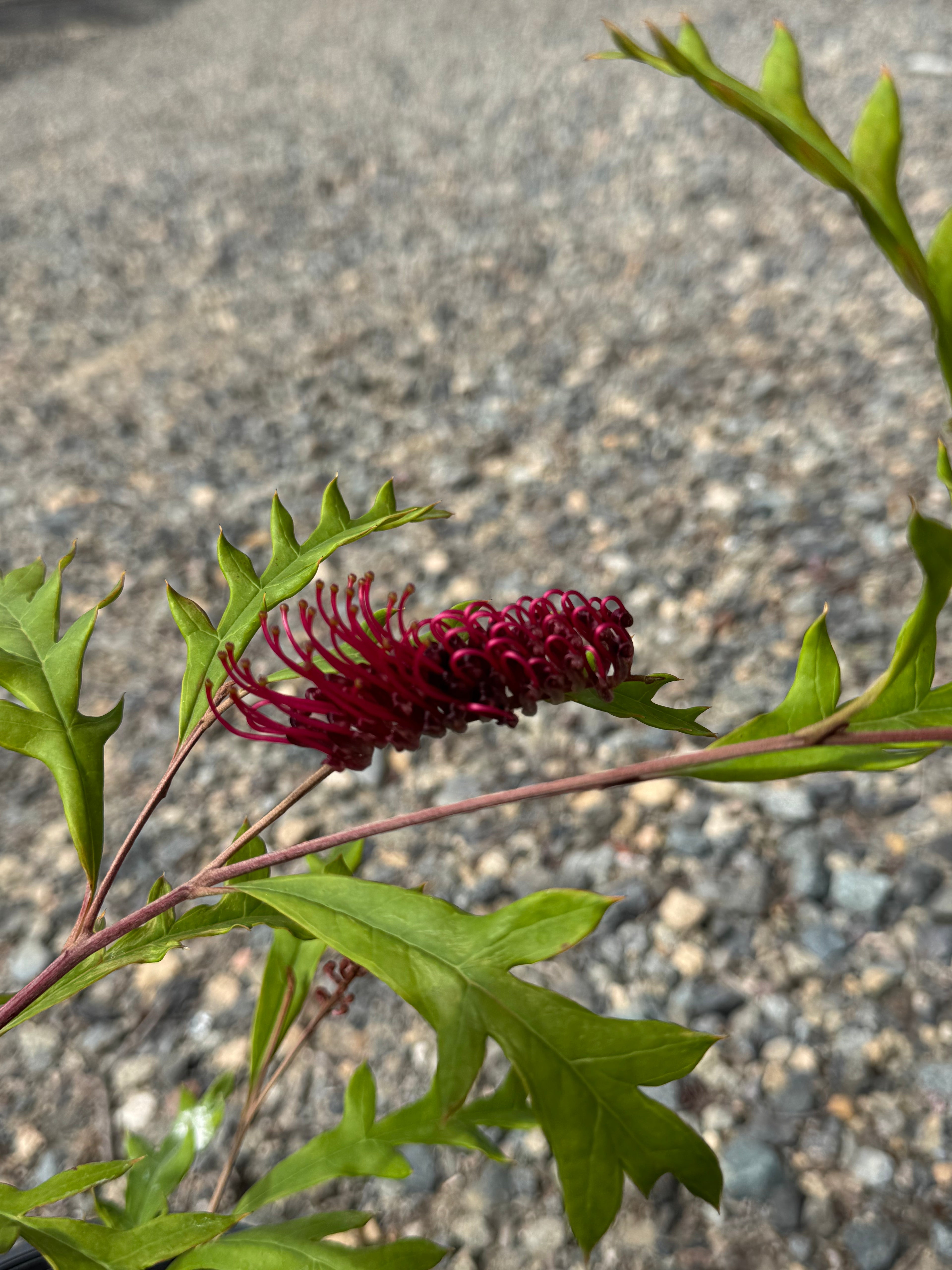 Red Grevillea flower with green fern-like leaves against a gravel background