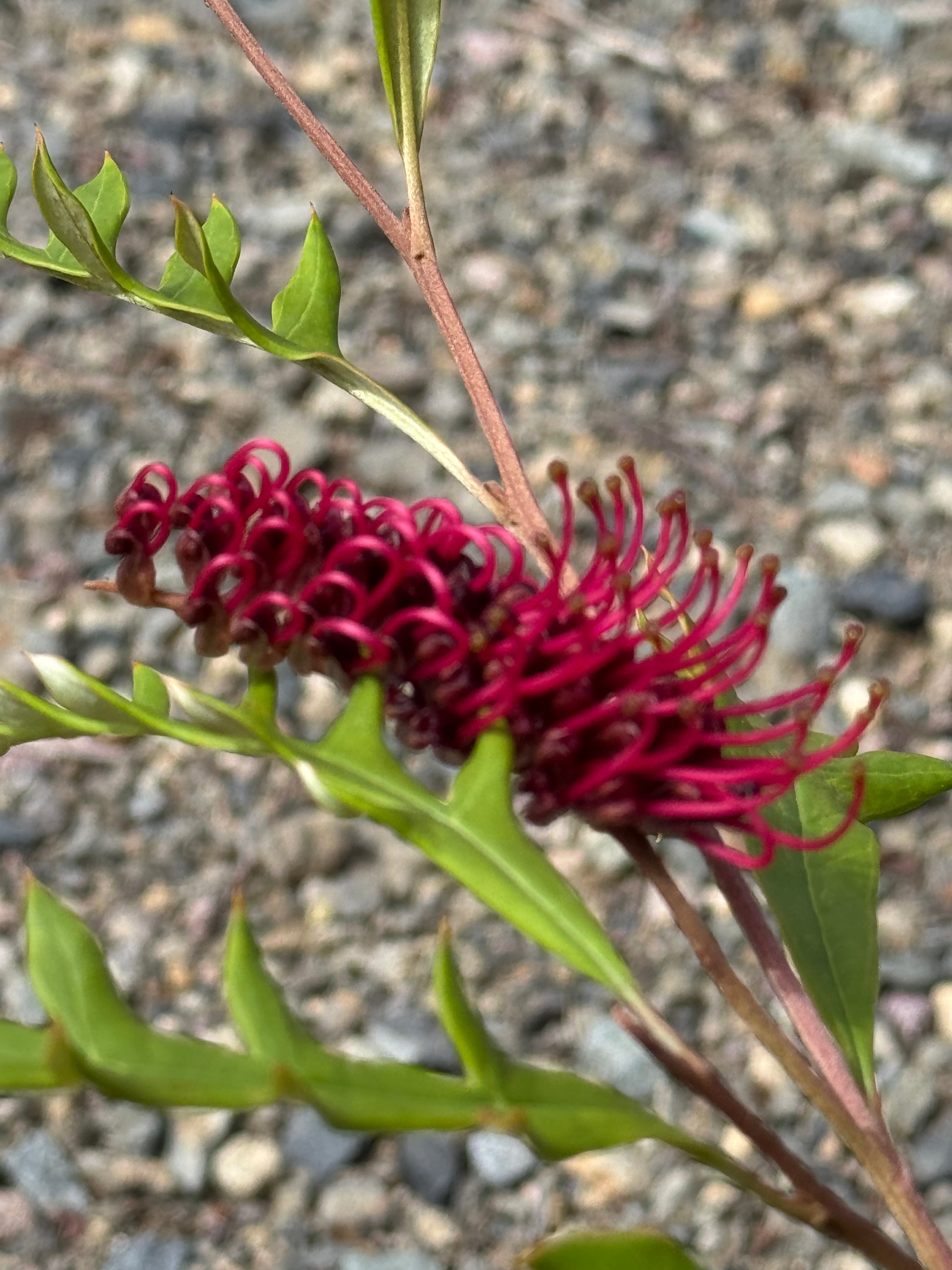 Close-up of a red Grevillea flower with green leaves on a gravel background