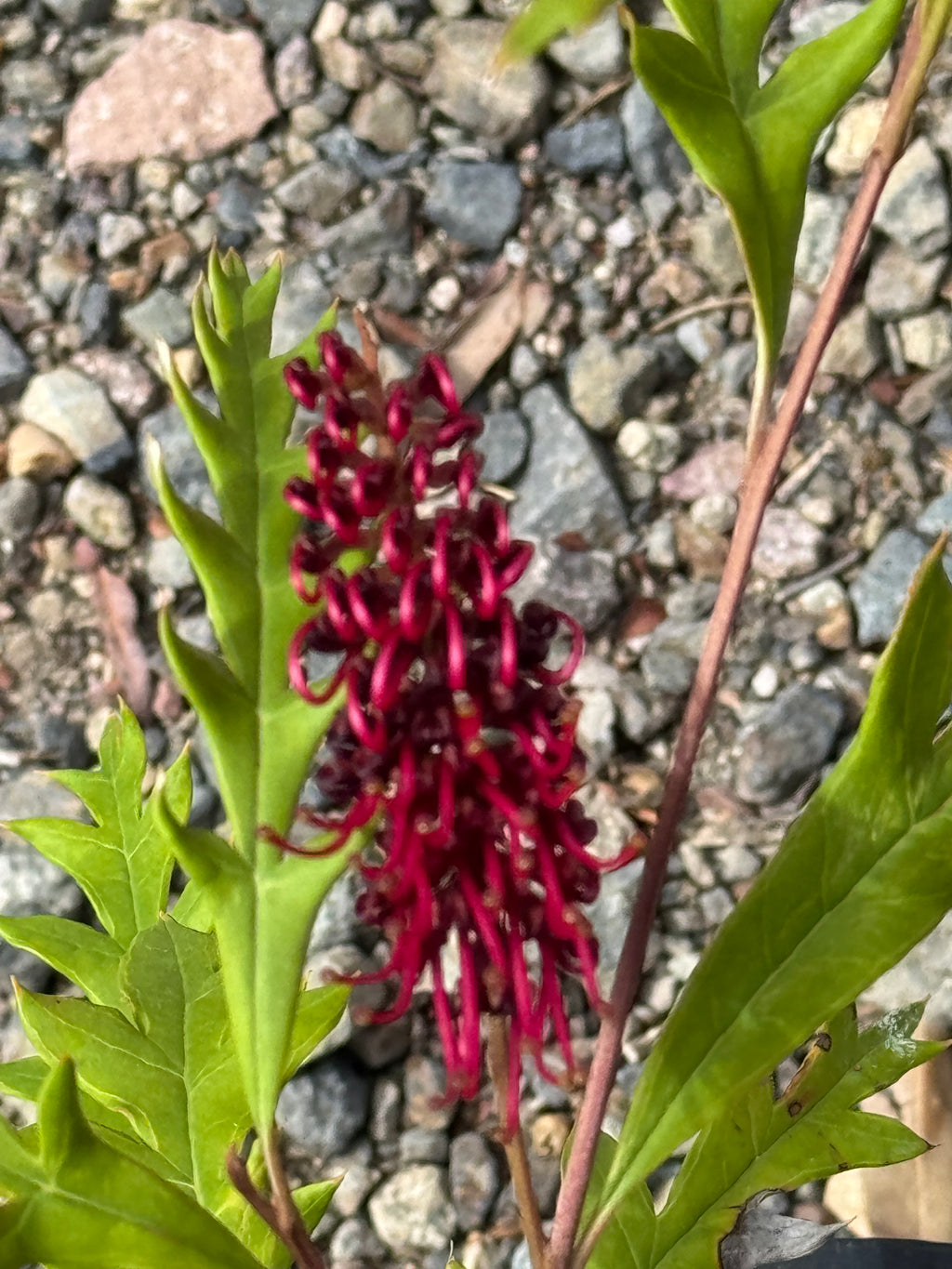 Red Grevillea flower with green serrated leaves on rocky ground