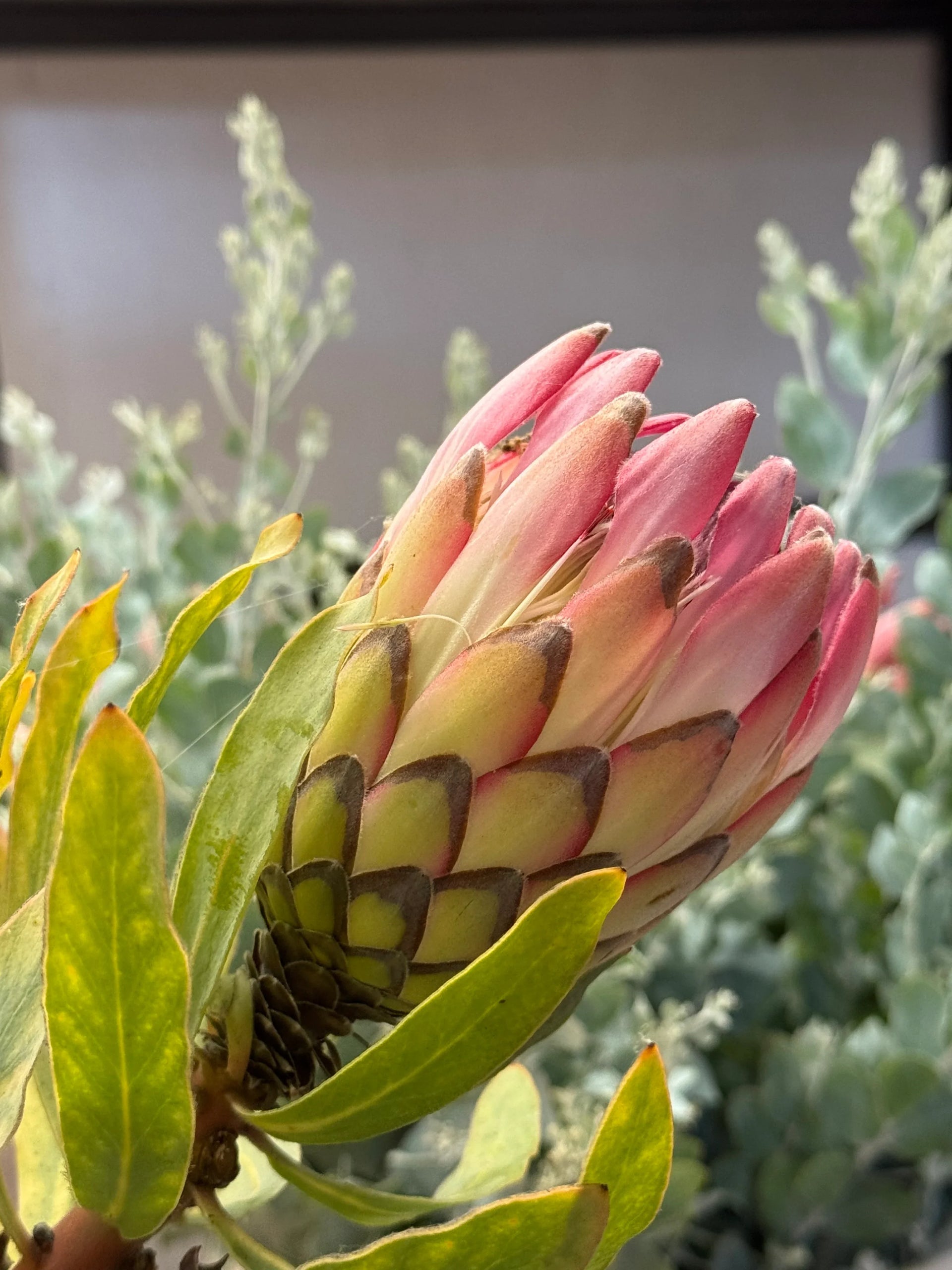 protea house plant Protea 'Sylvia': Large Rose-Red Blooms with Striking Architectural Fol –  Bonte Farm