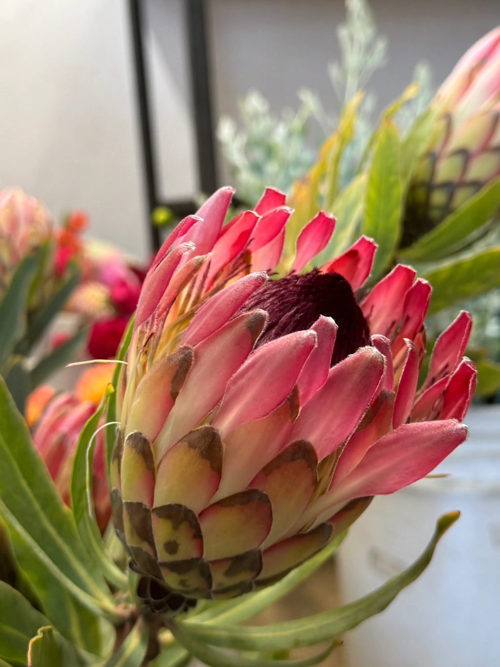 Close-up of a blooming pink Protea Sylvia flower with green leaves indoors.