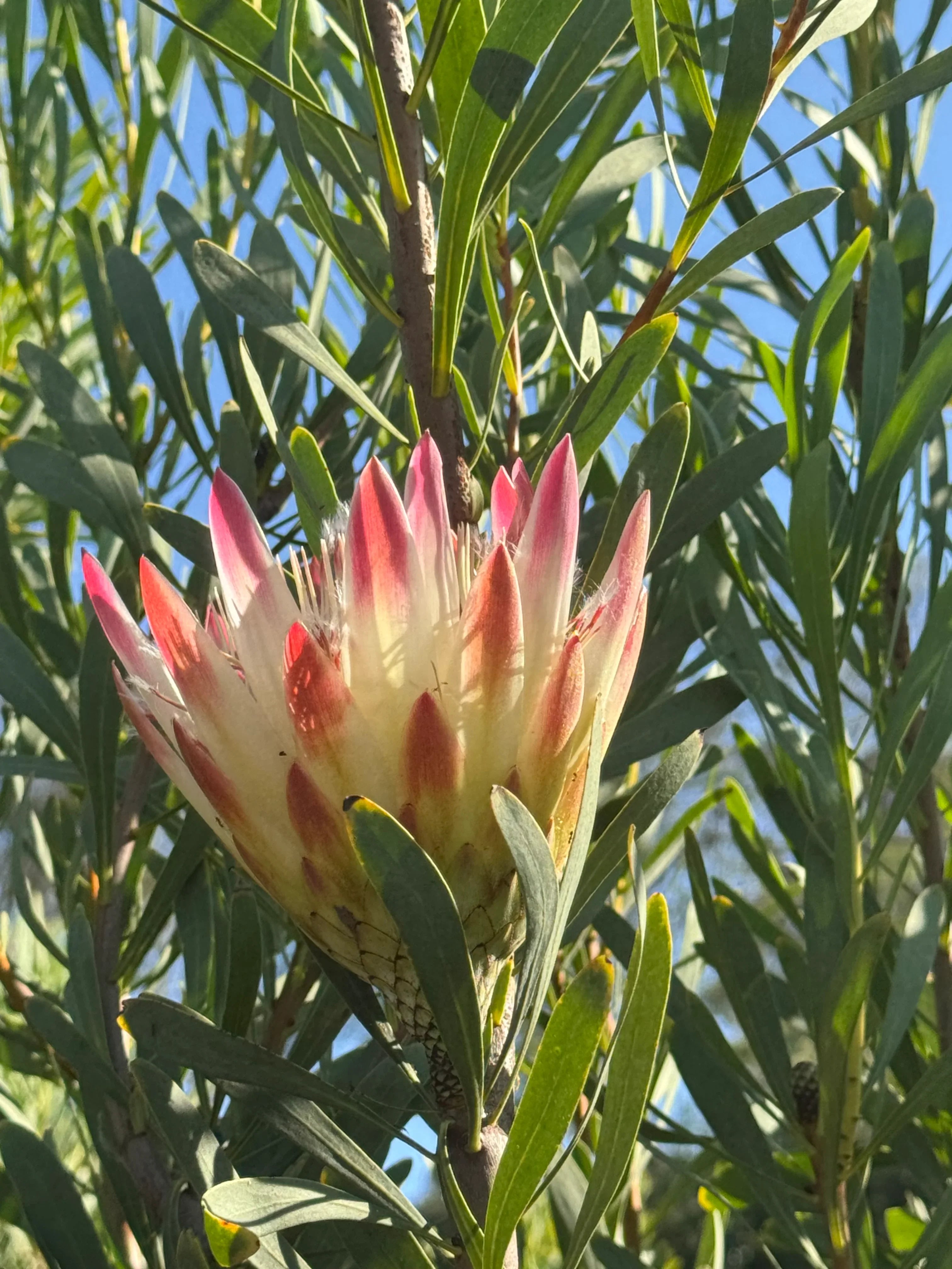 Pink Protea repens flower blooming with green leaves in outdoor sunlight