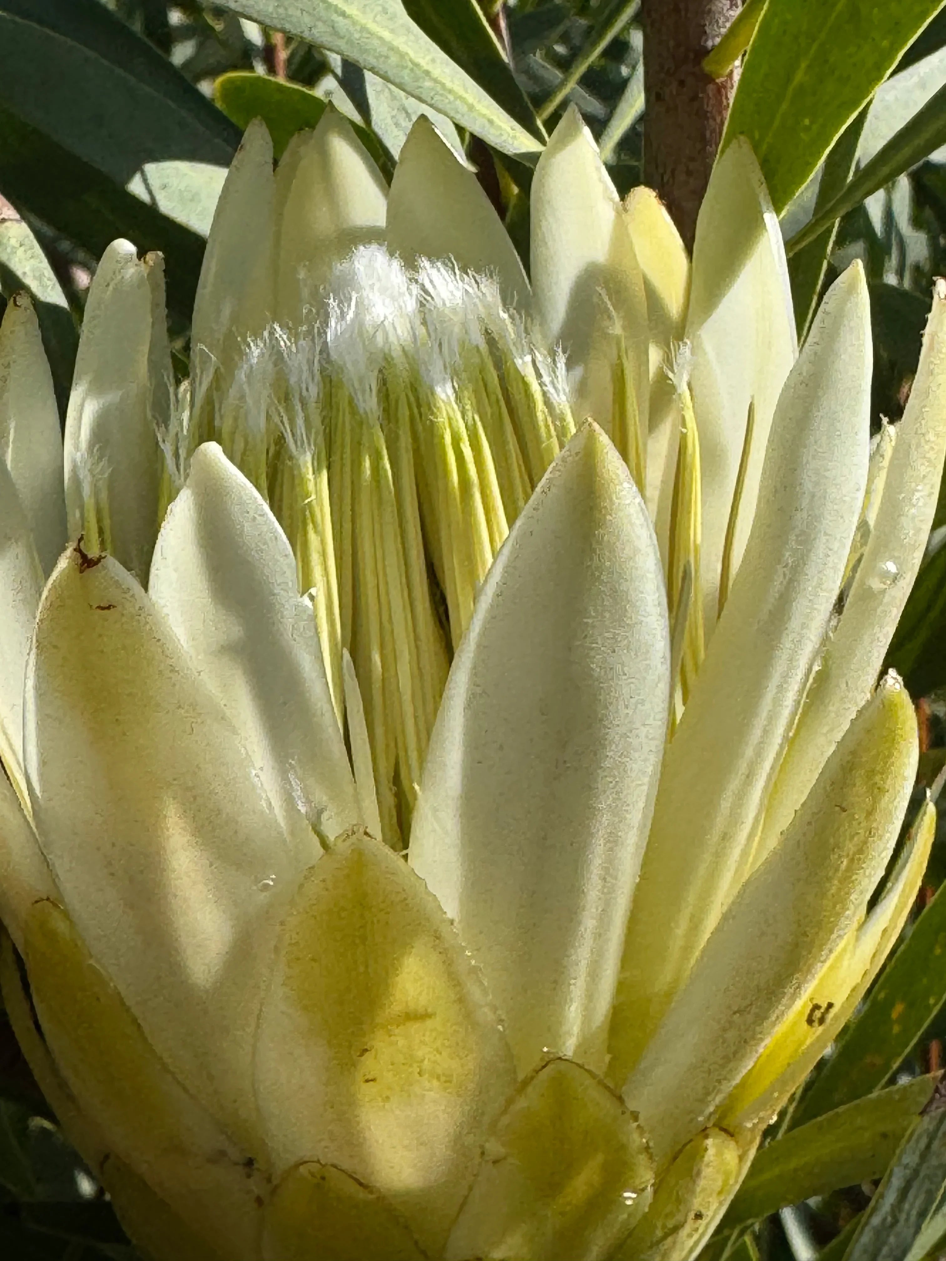 Close-up of a blooming white Protea repens flower with pointed petals and green leaves