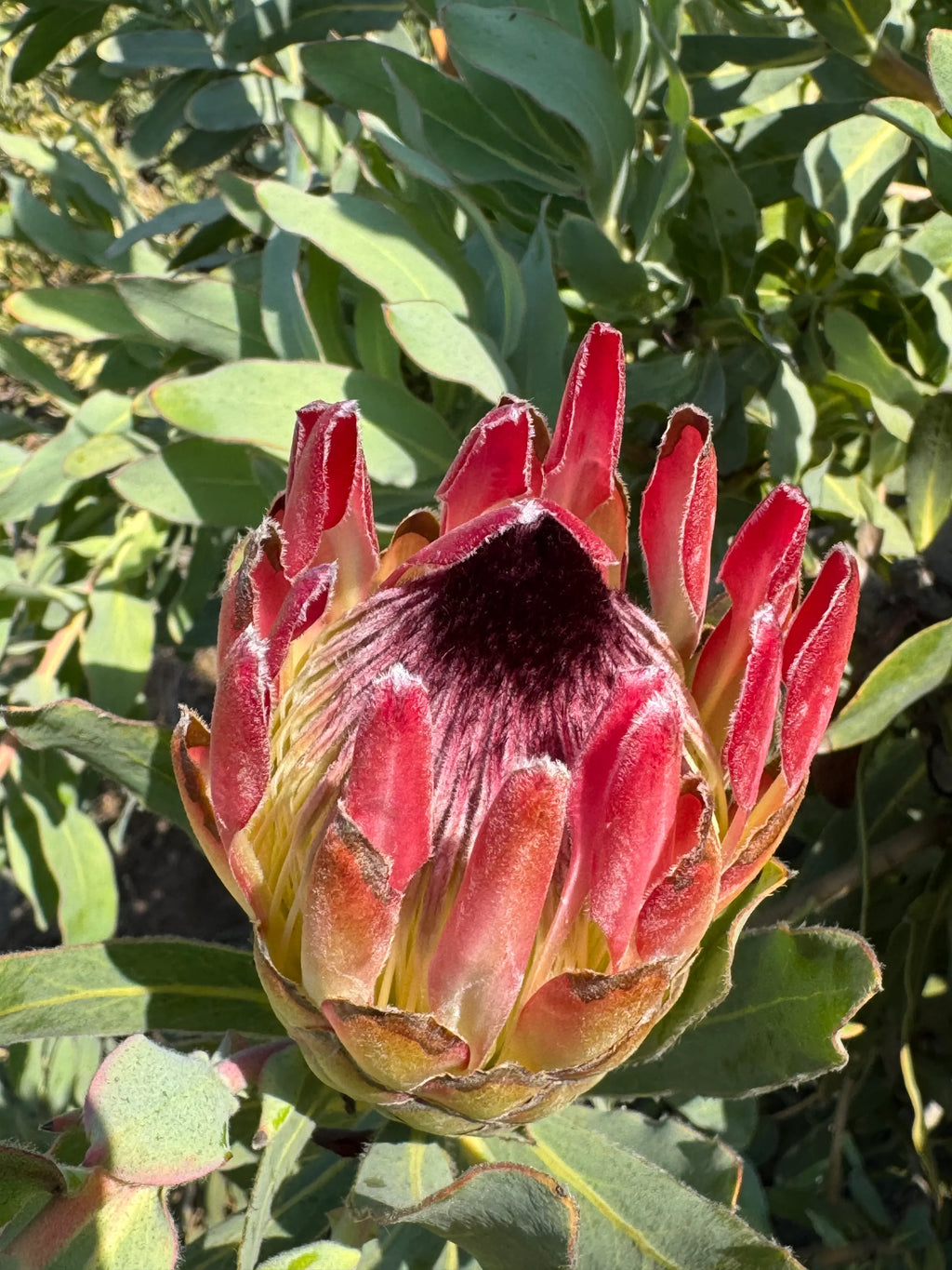 Closeup of a Protea Sylvia flower bud with pink bracts and green foliage outdoors.