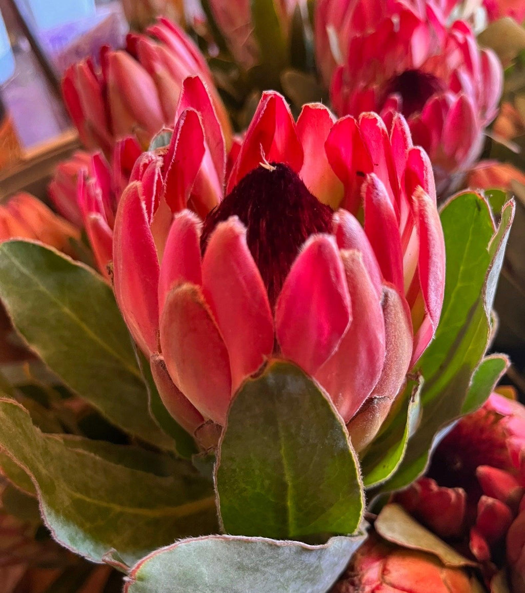 Close-up of pink protea flower with green leaves, exotic plant from Australia and Africa