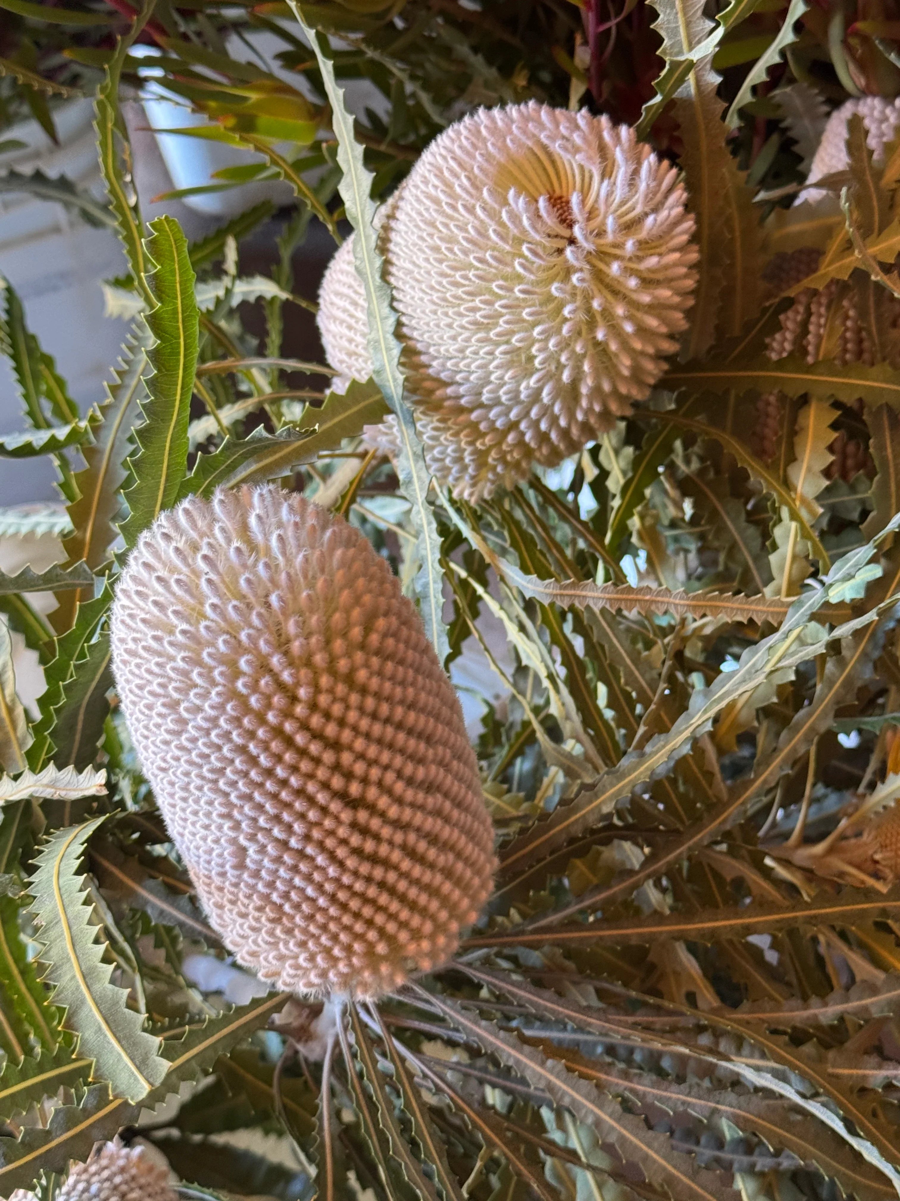 Close-up of blooming Protea plant with spiky green leaves and textured flower heads