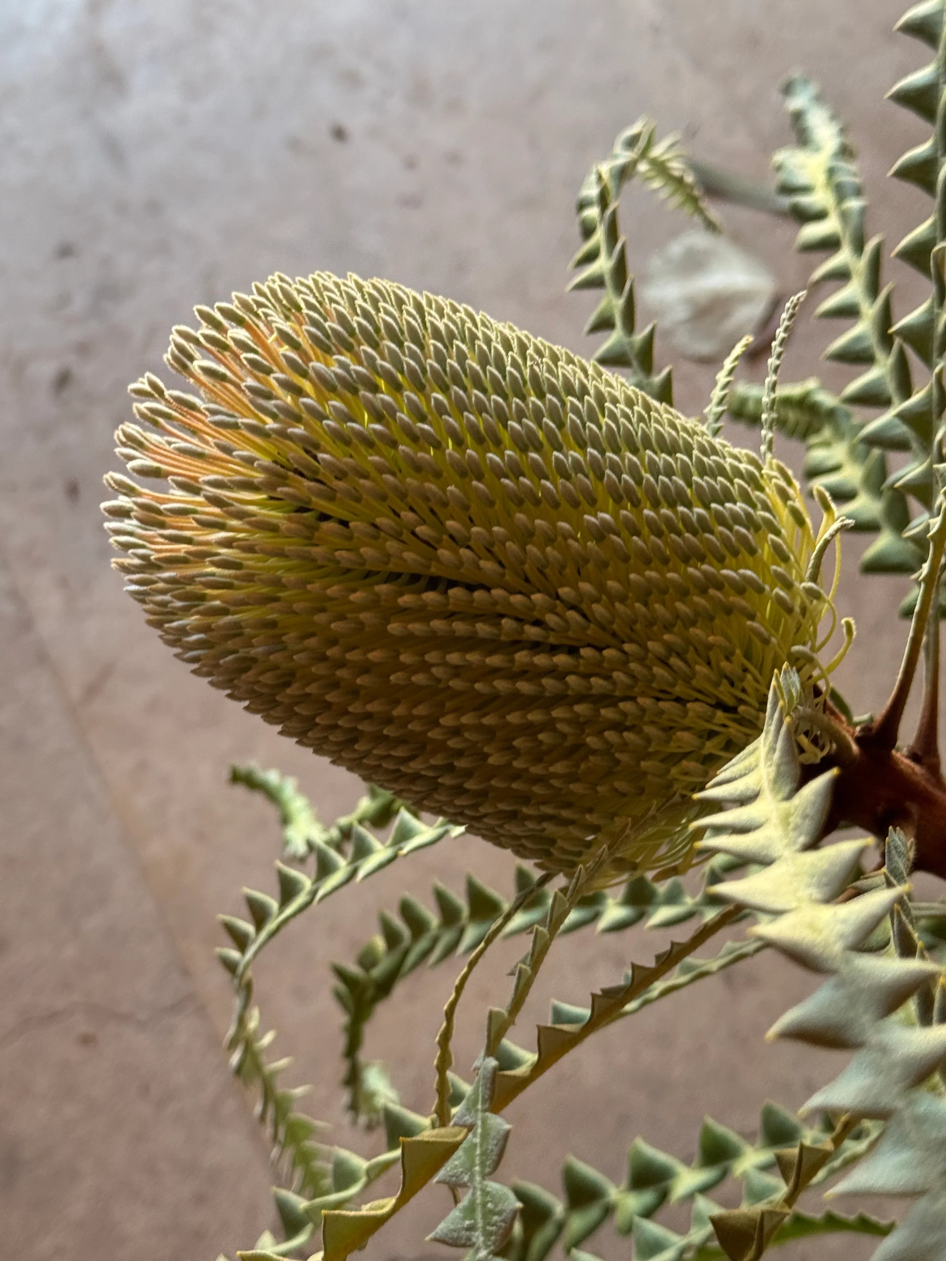Close-up of a banksia flower with serrated green leaves, exotic plant focus