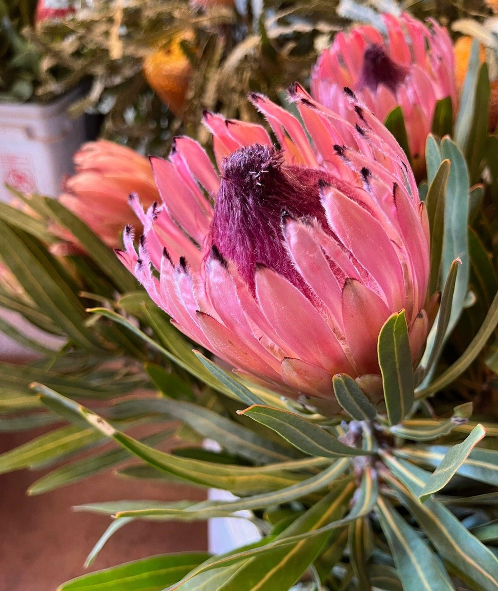 Close-up of a blooming pink Protea longifolia flower with green foliage