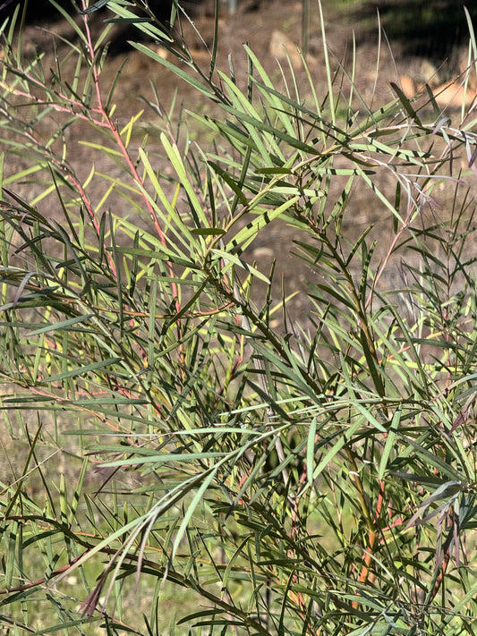 Acacia iteaphylla: Willow Wattle, Fine-Leaf Evergreen Shrub for Xeriscape