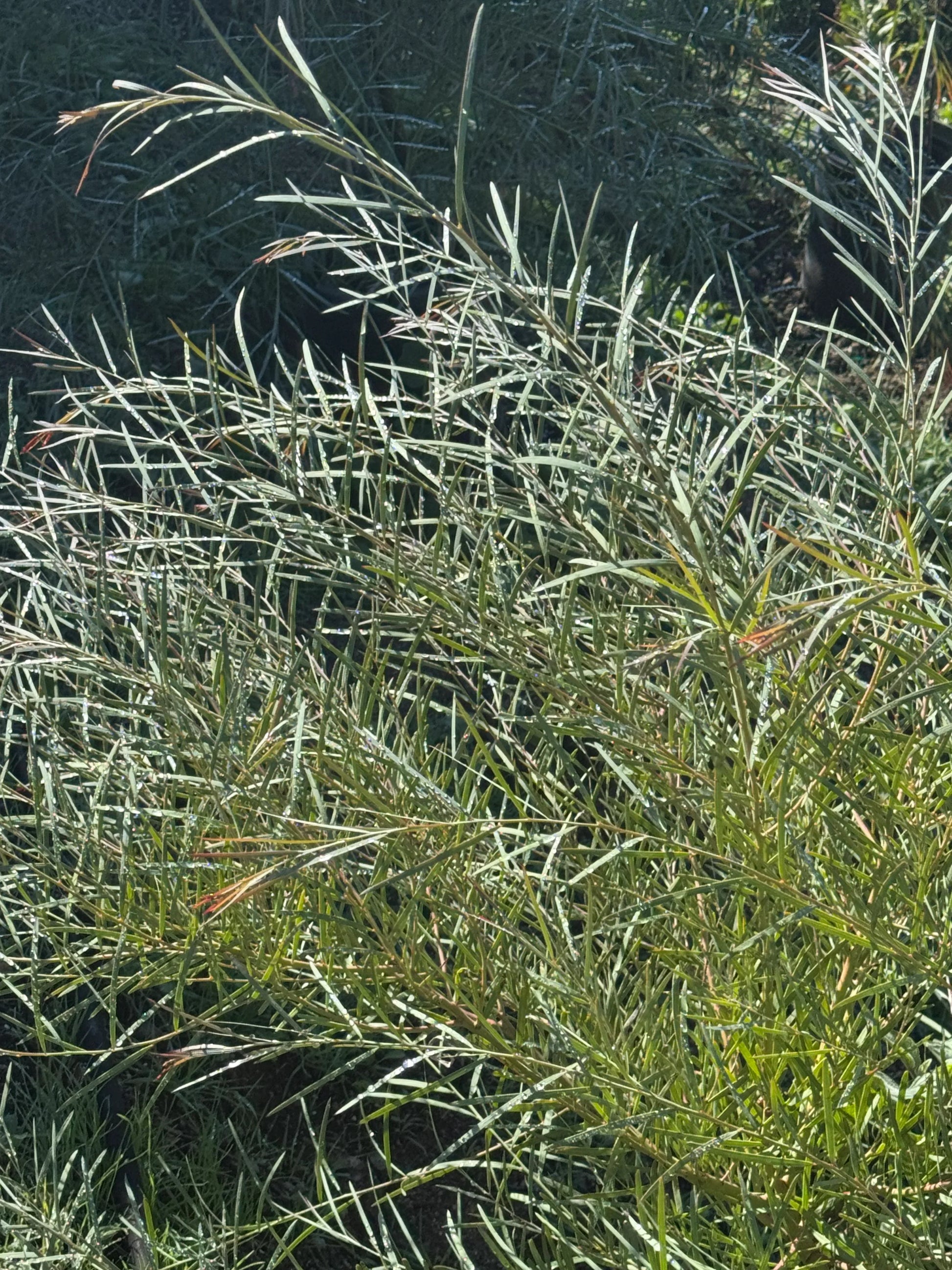 Leucadendron plant with slender green leaves growing outdoors in sunlight