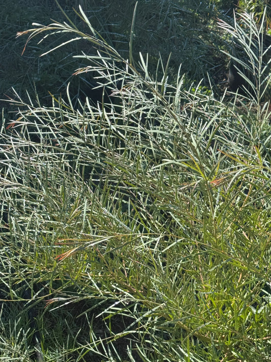 Leucadendron plant with slender green leaves growing outdoors in sunlight