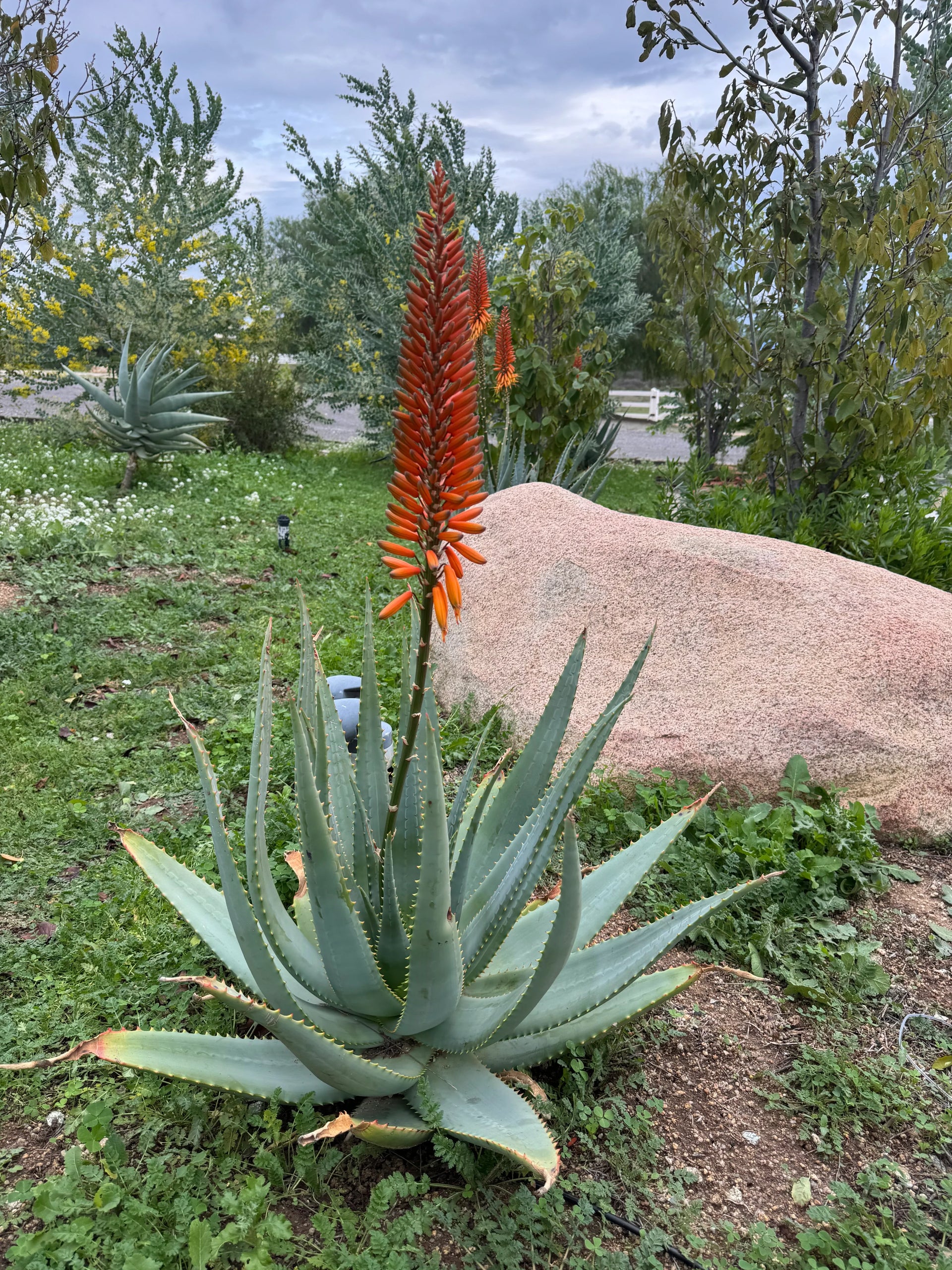 Aloe arborescens x ferox 'Tangerine': Hardy Winter Blooming Succulent –  Bonte Farm