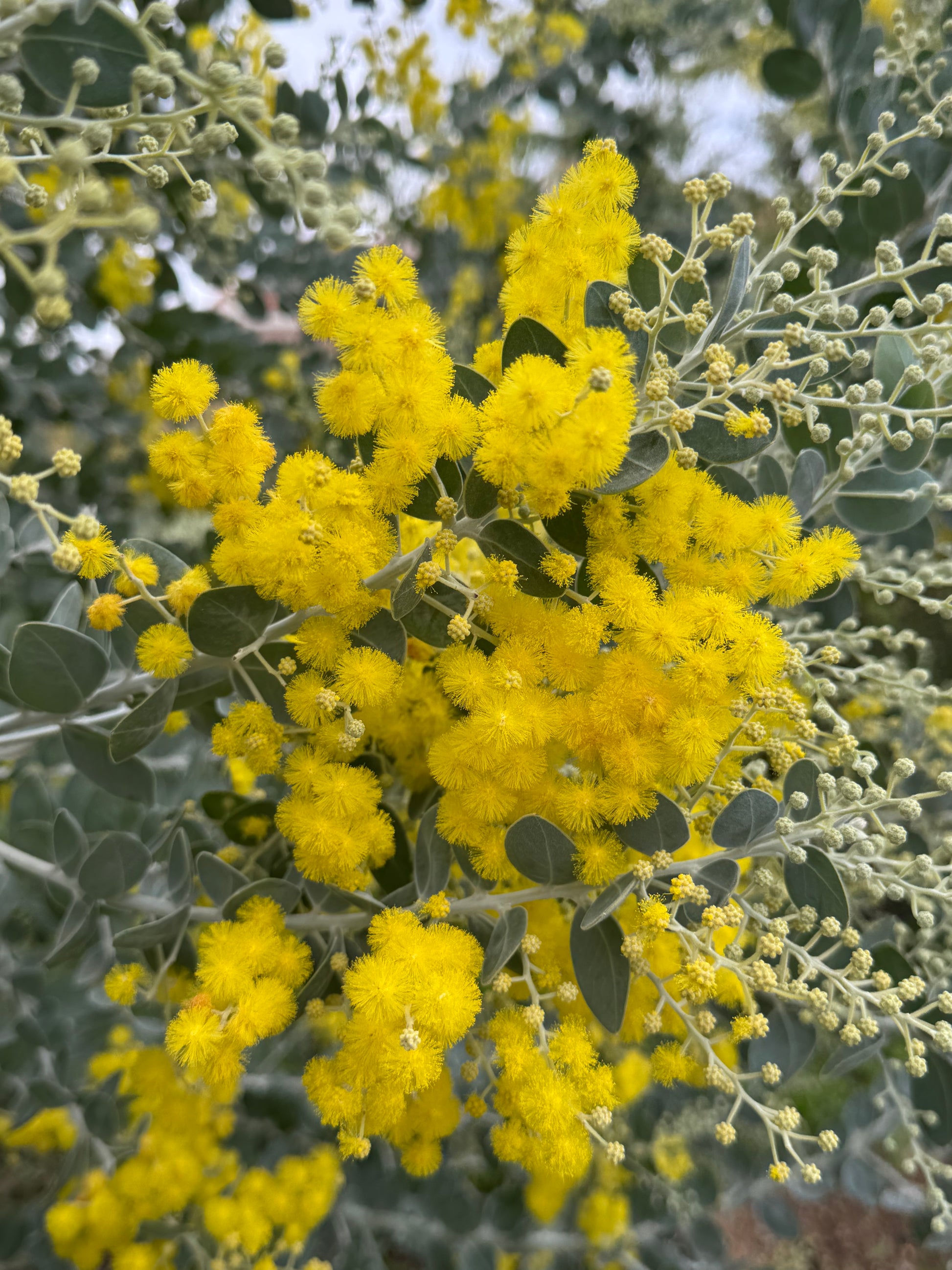 Acacia podalyriifolia