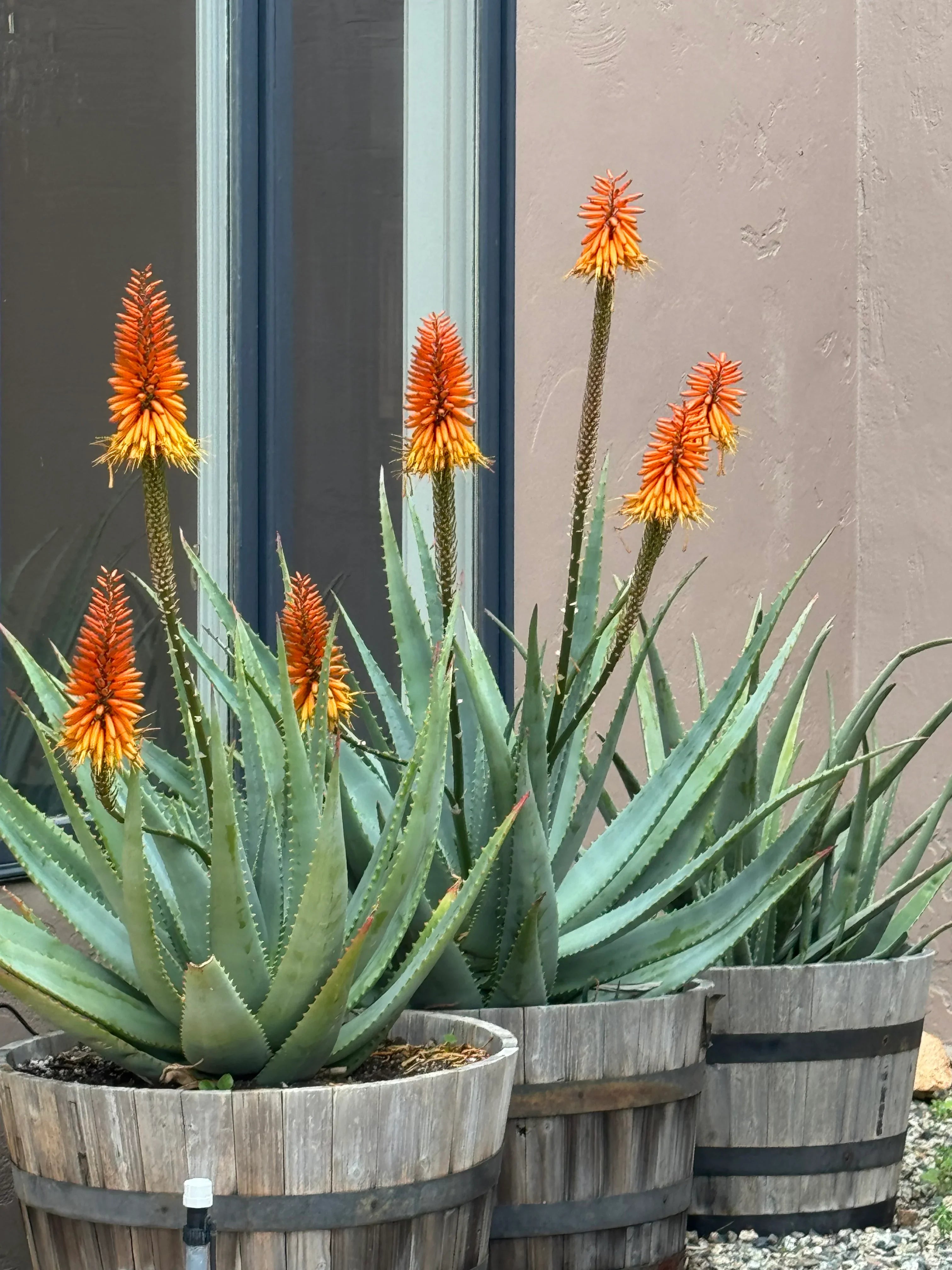 aloe vera flower Aloe arborescens x ferox 'Tangerine': Hardy Winter Blooming Succulent –  Bonte Farm