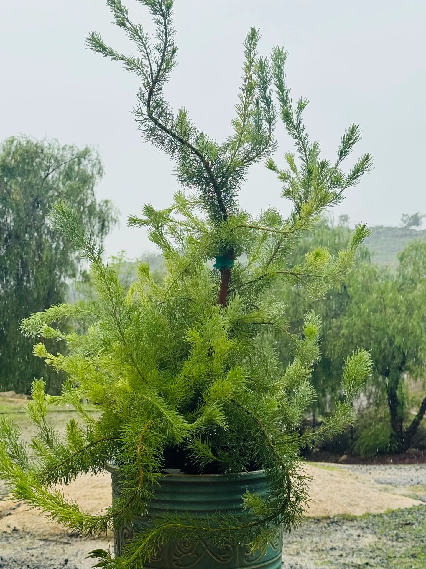 Australian protea plant with feathery green foliage in decorative pot outdoors