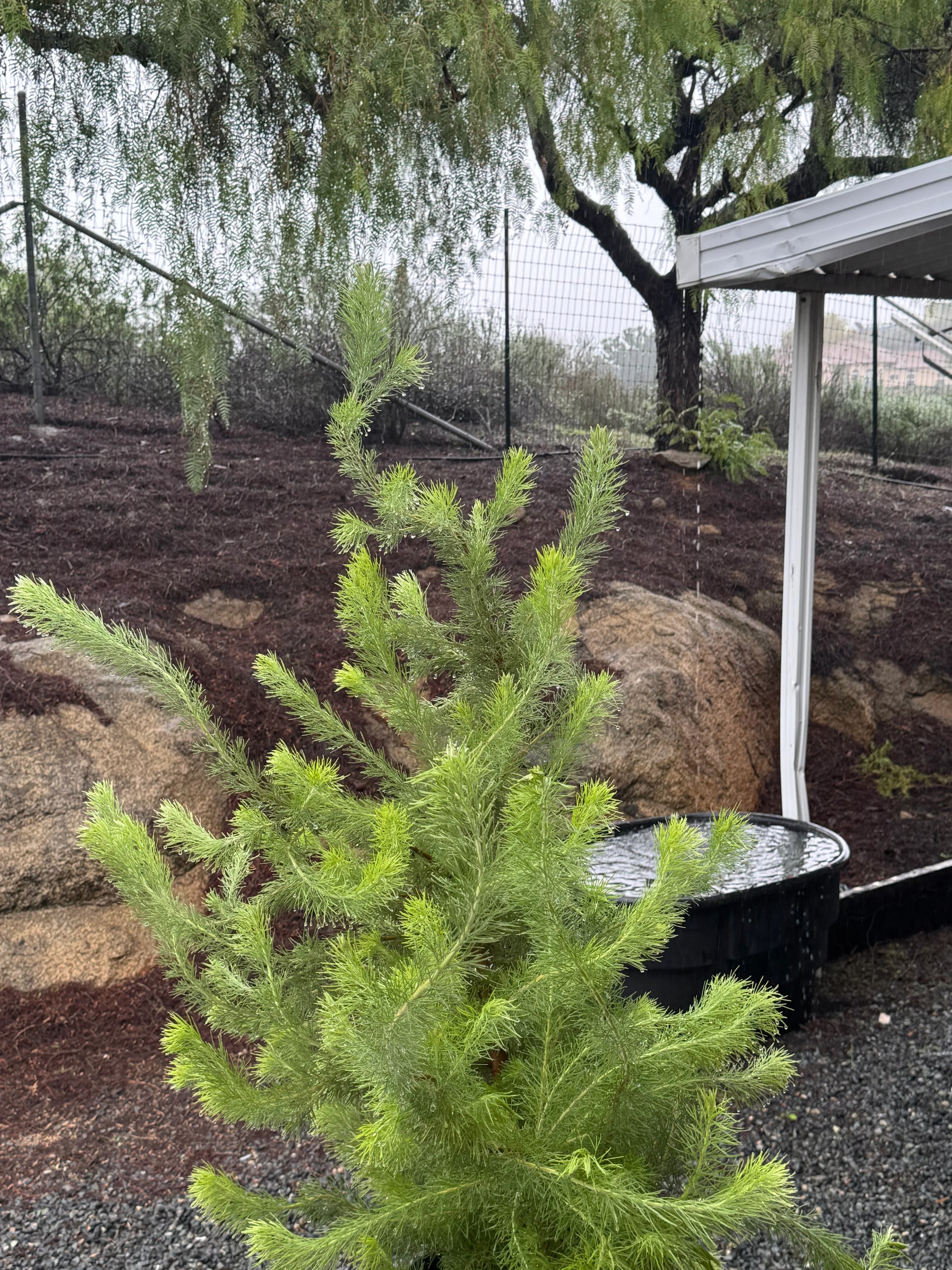 Young protea plant with feathery green foliage in outdoor garden setting, near water tank
