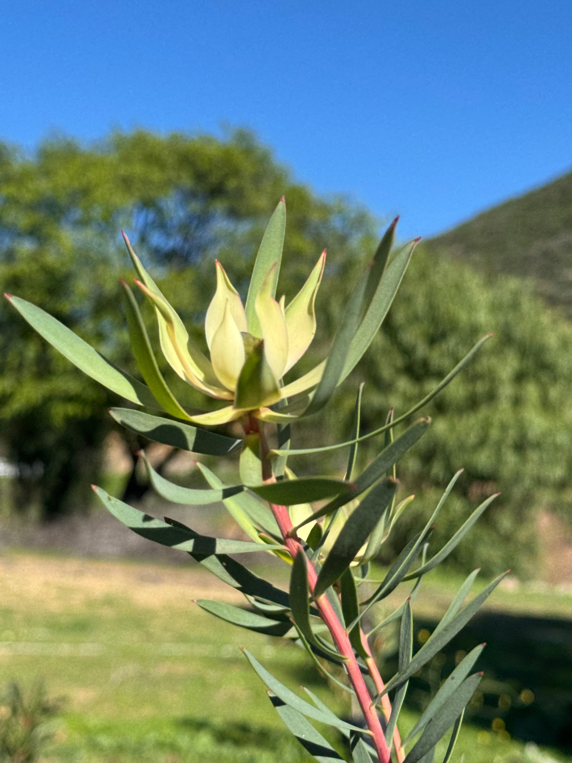Protea plant with pale yellow bracts and green leaves outdoors on a sunny day