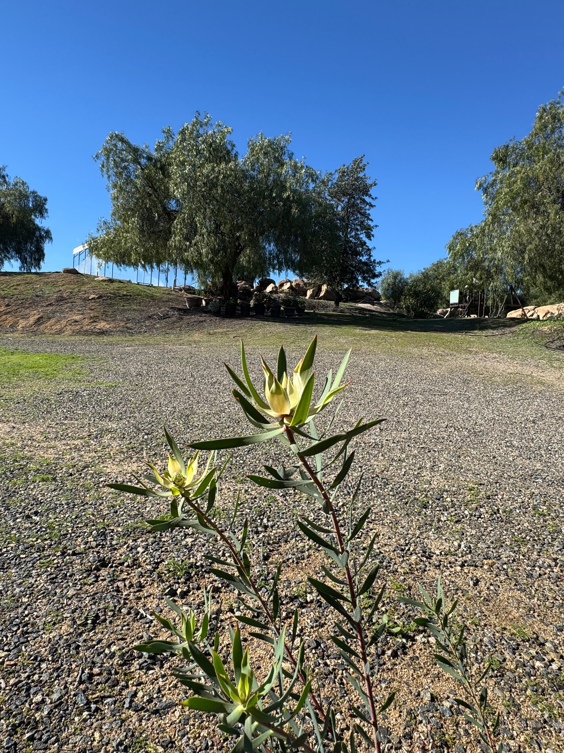Protea plant with budding flowers in a sunny outdoor farm landscape, blue sky background