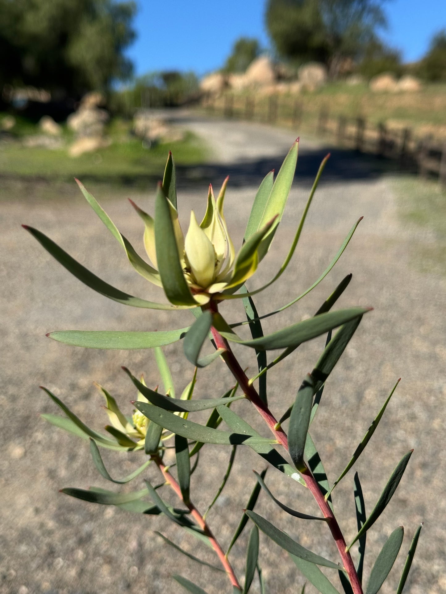 Protea plant with green leaves and yellow bracts outdoors on a sunny day