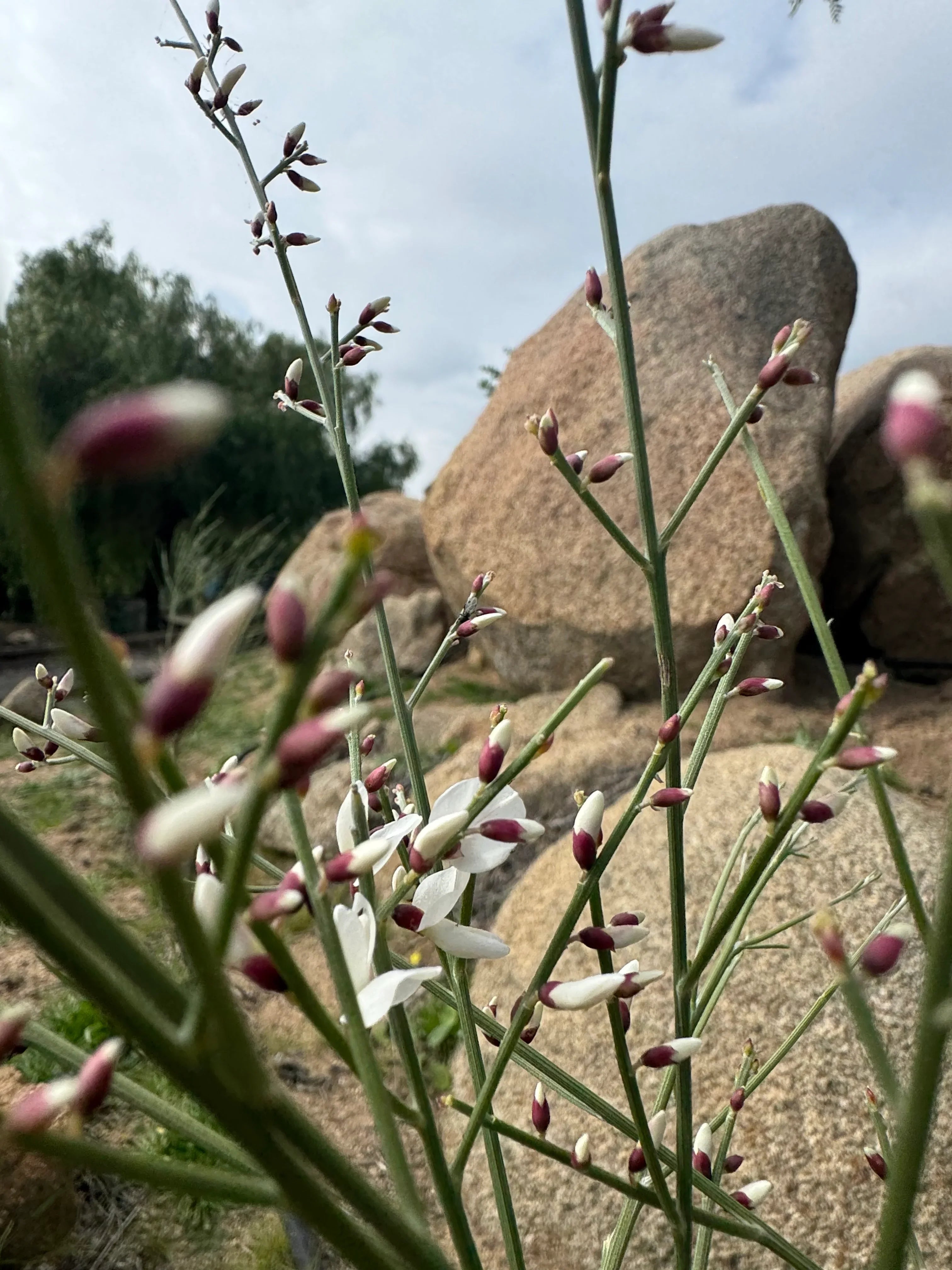 Genista plant with white and purple flower buds outdoors near large rocks