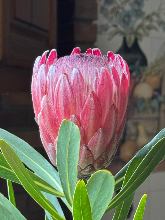 Protea 'Claire': Cultivate the Exotic Protea Plants in Your Garden