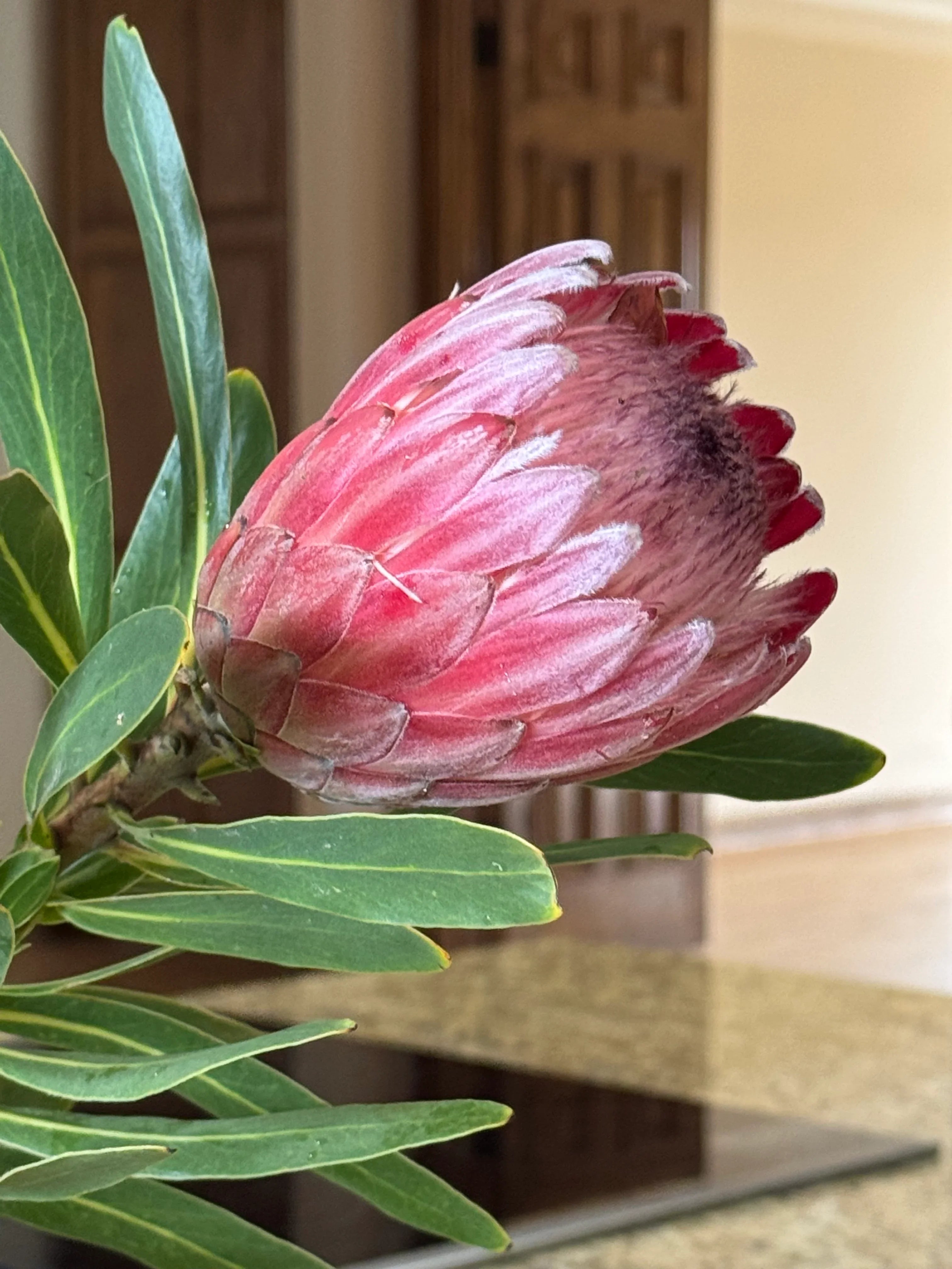 protea house plant Protea 'Claire' Live Plant: A Regal Pink Beauty from South Africa – Bonte  Farm