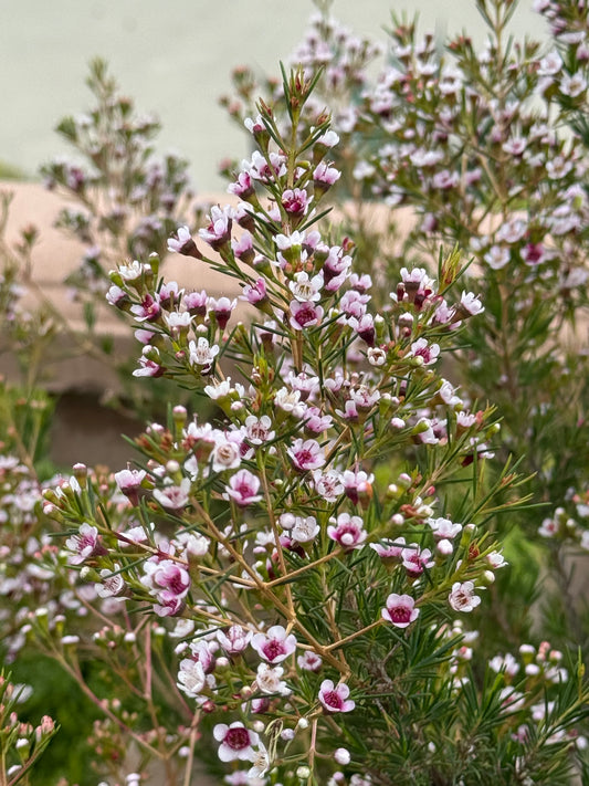 Fresh Cut Waxflower — Chamelaucium uncinatum ‘Southern Stars’