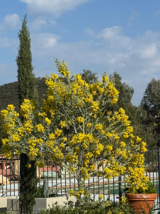 Acacia podalyriifolia: Pearl Acacia Magic, yellow pompom flowers