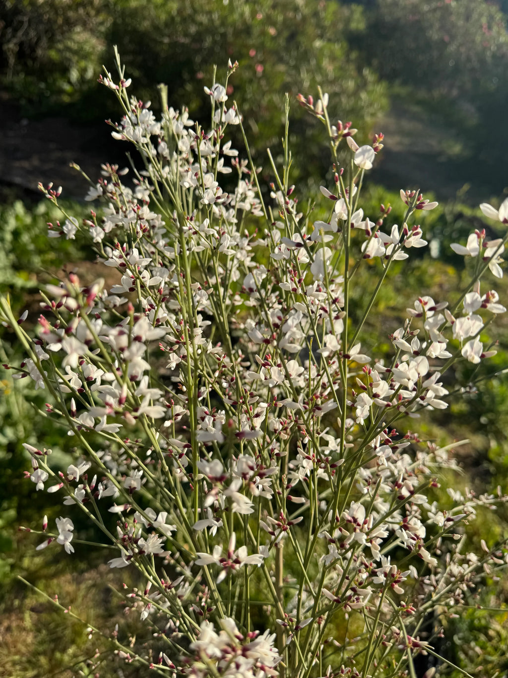 Genista plant with slender stems and small white flowers in a sunlit garden