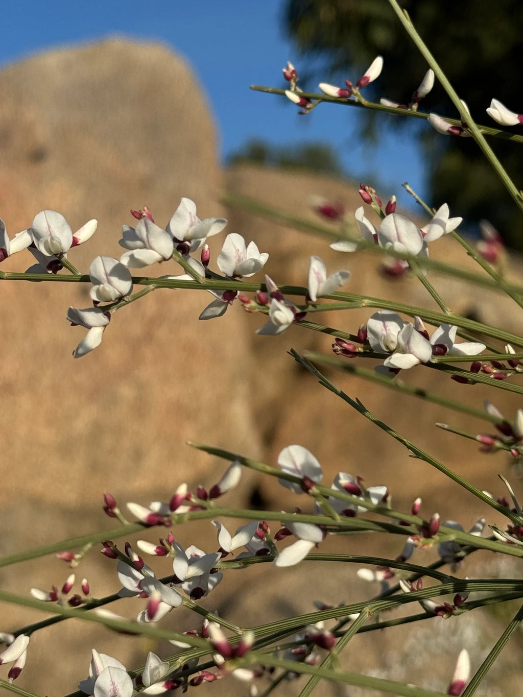 Genista plant with delicate white and pink flowers outdoors against rocks and blue sky