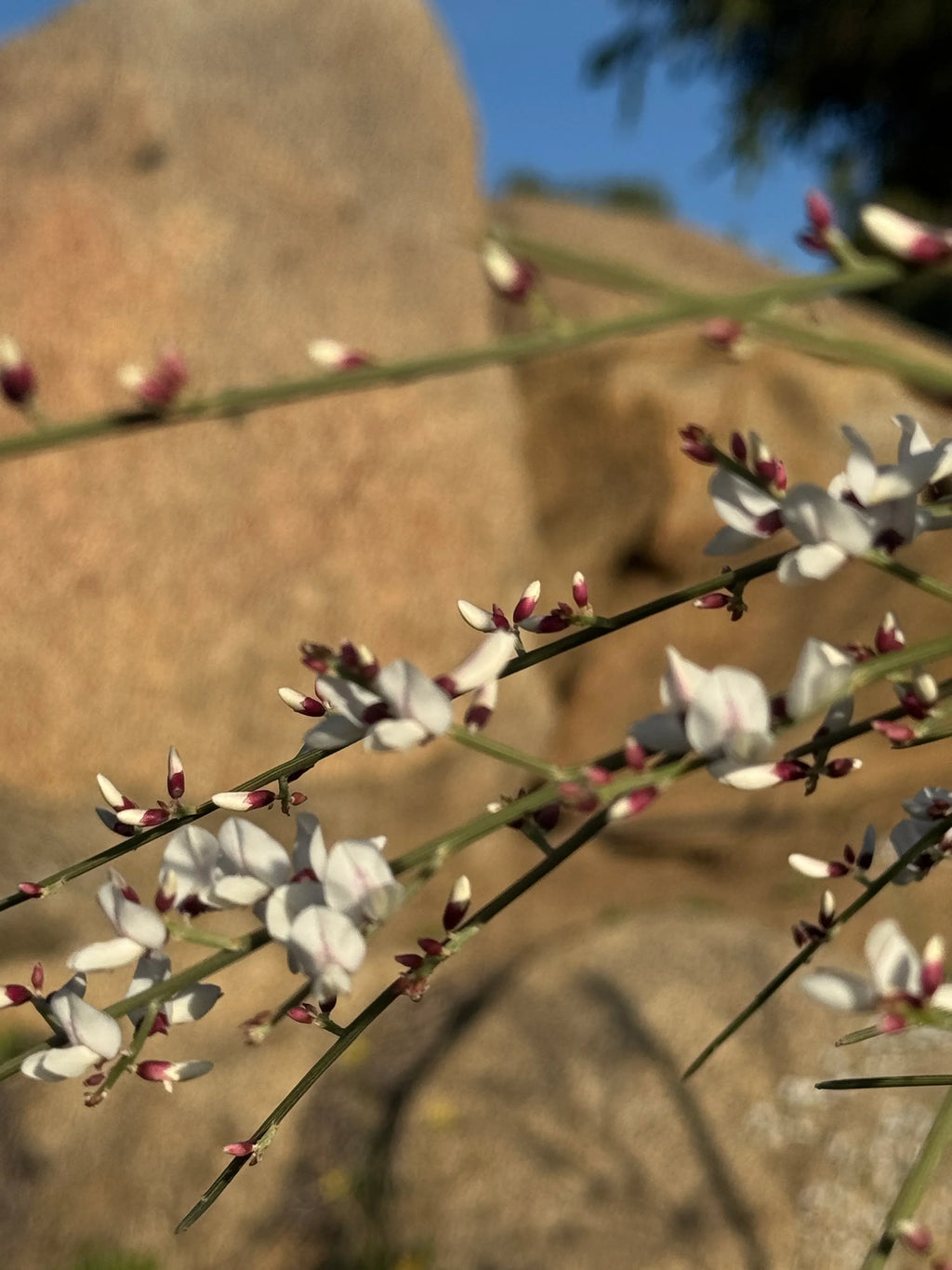 Genista plant with delicate white and pink flowers against a rocky outdoor background