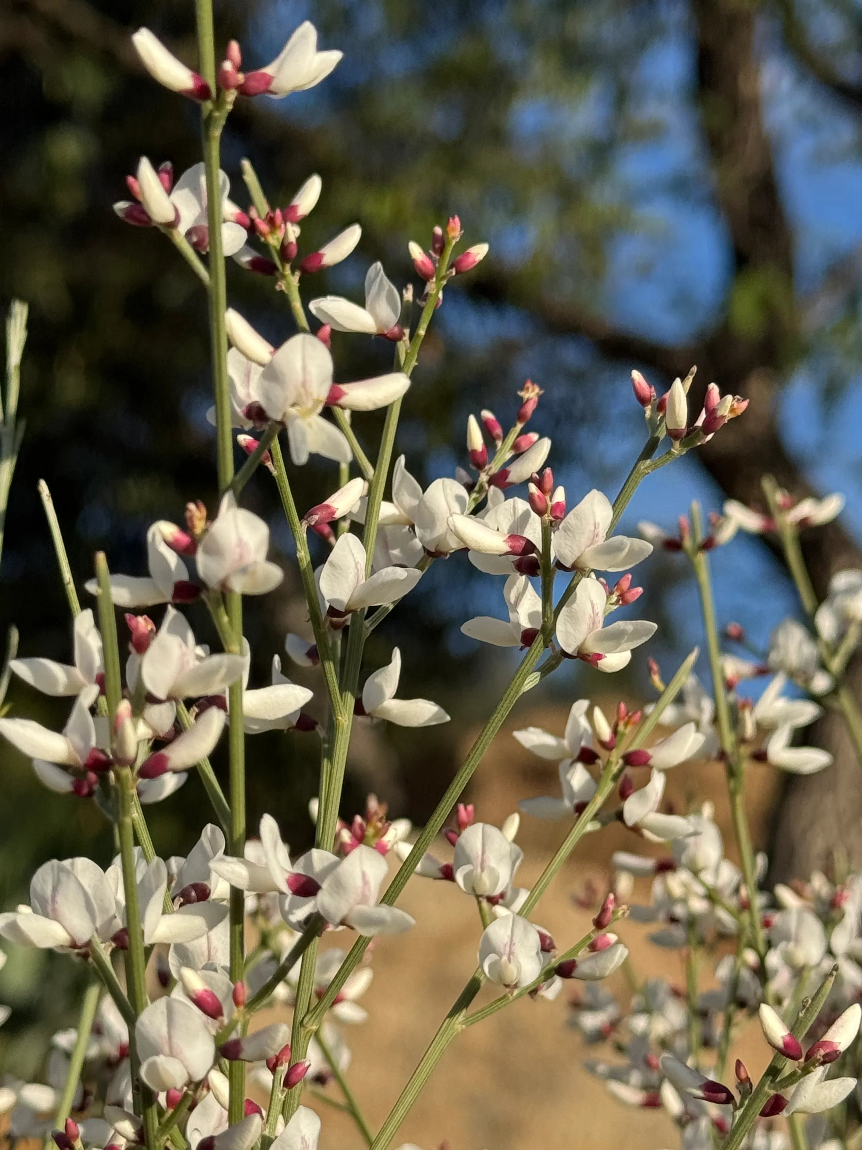 Close-up of Genista plant with delicate white and pink flowers in natural sunlight