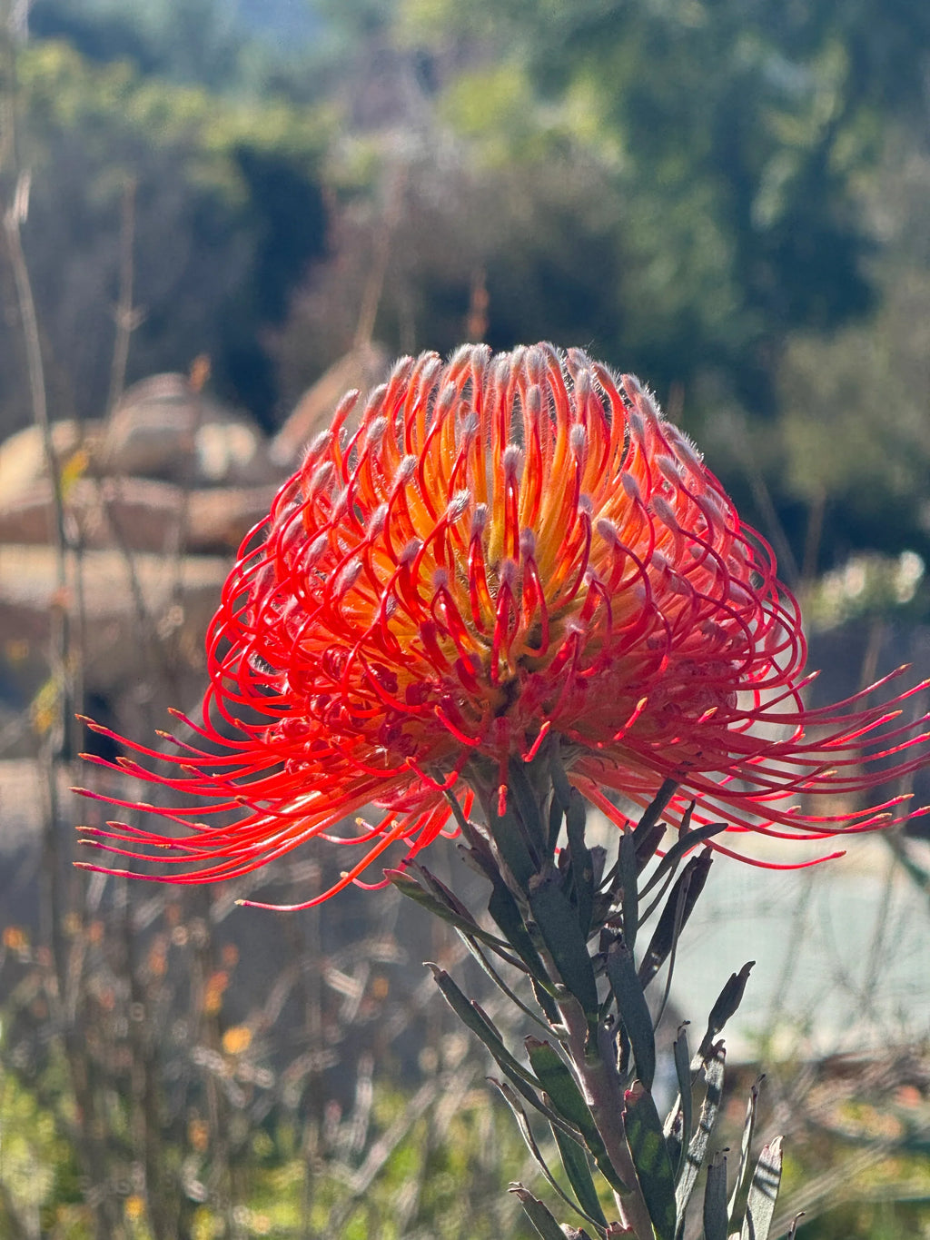 Leucospermum Blanche Ito with vibrant orange pincushion bloom outdoors