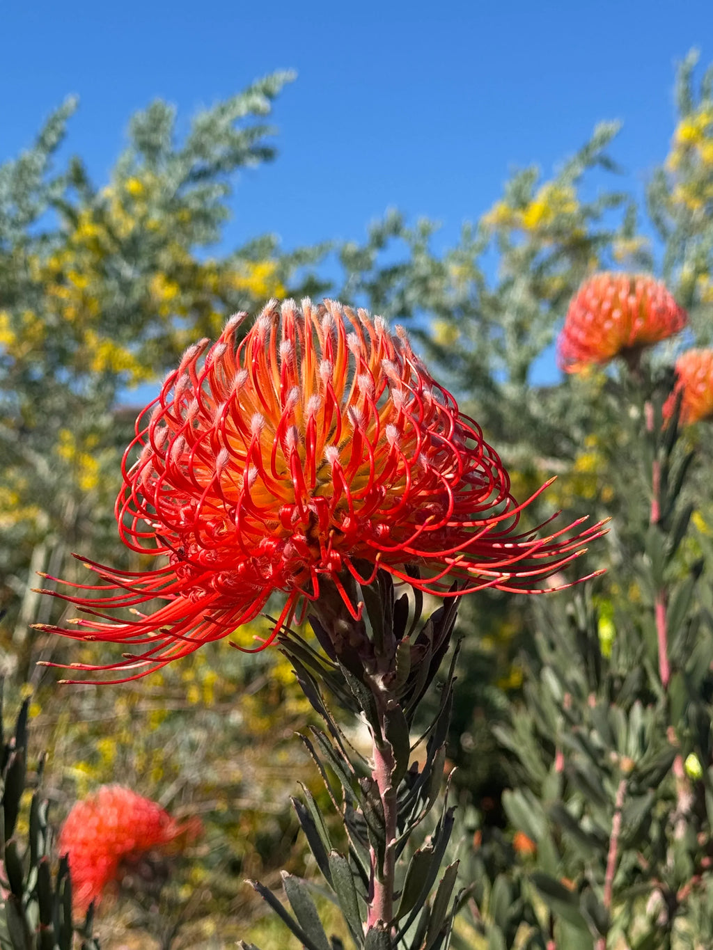 Leucospermum Blanche Ito: A Radiant Bloom of Protea Elegance – Bonte Farm