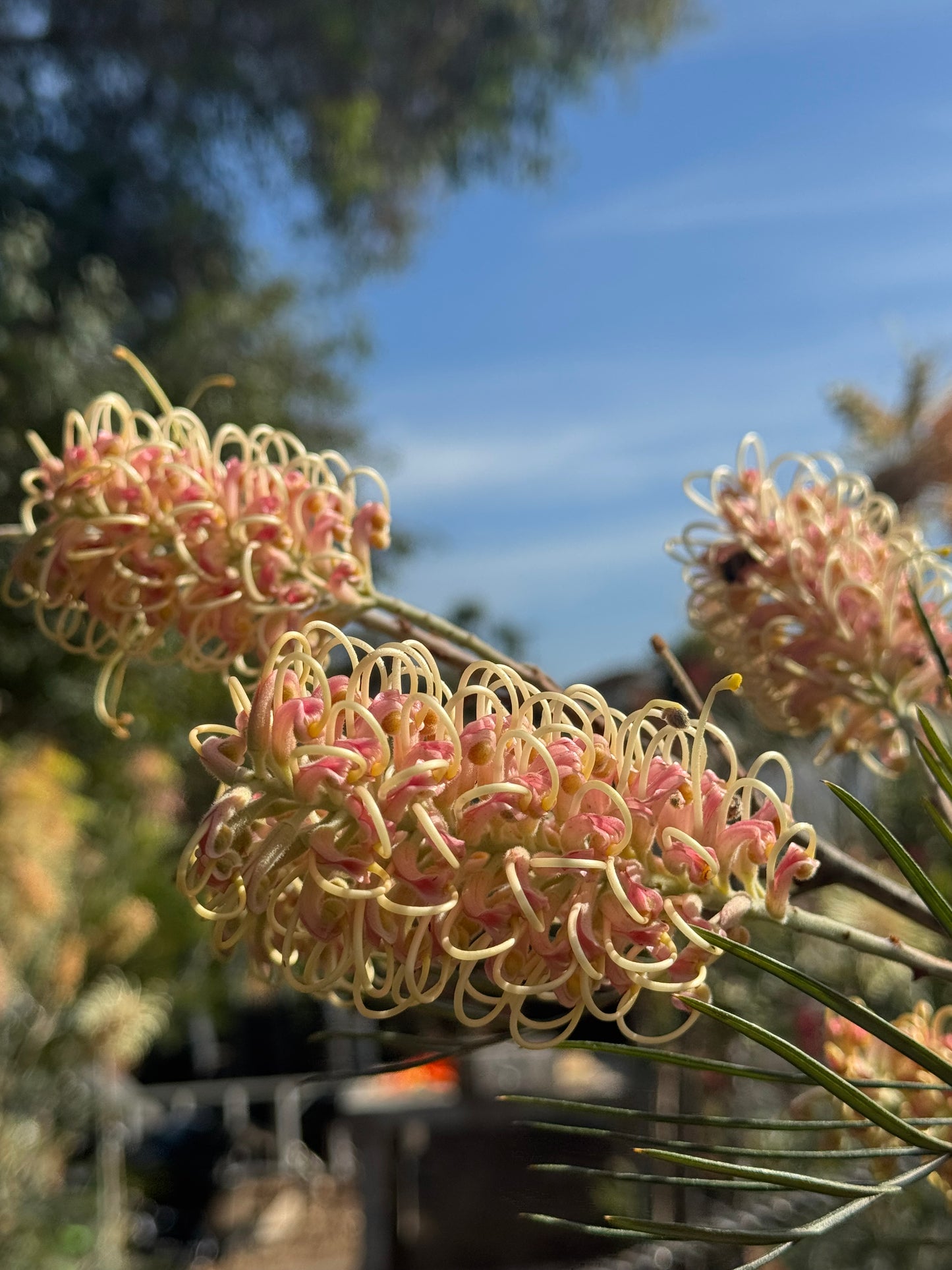Grevillea Amber Passion flower with pink and yellow curled petals in sunlight outdoors