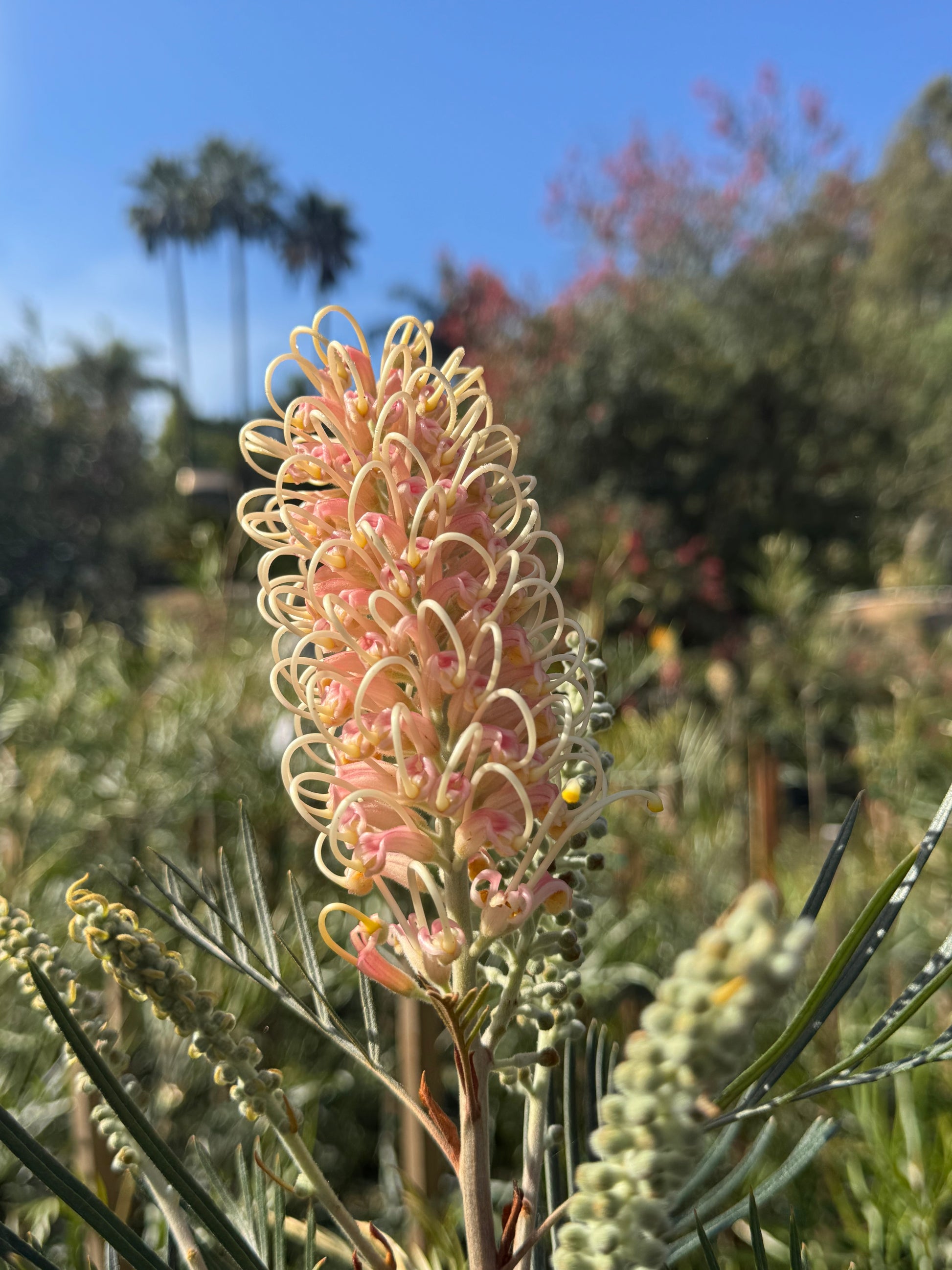 Grevillea Amber Passion flower with pink and cream blooms in a sunny garden setting