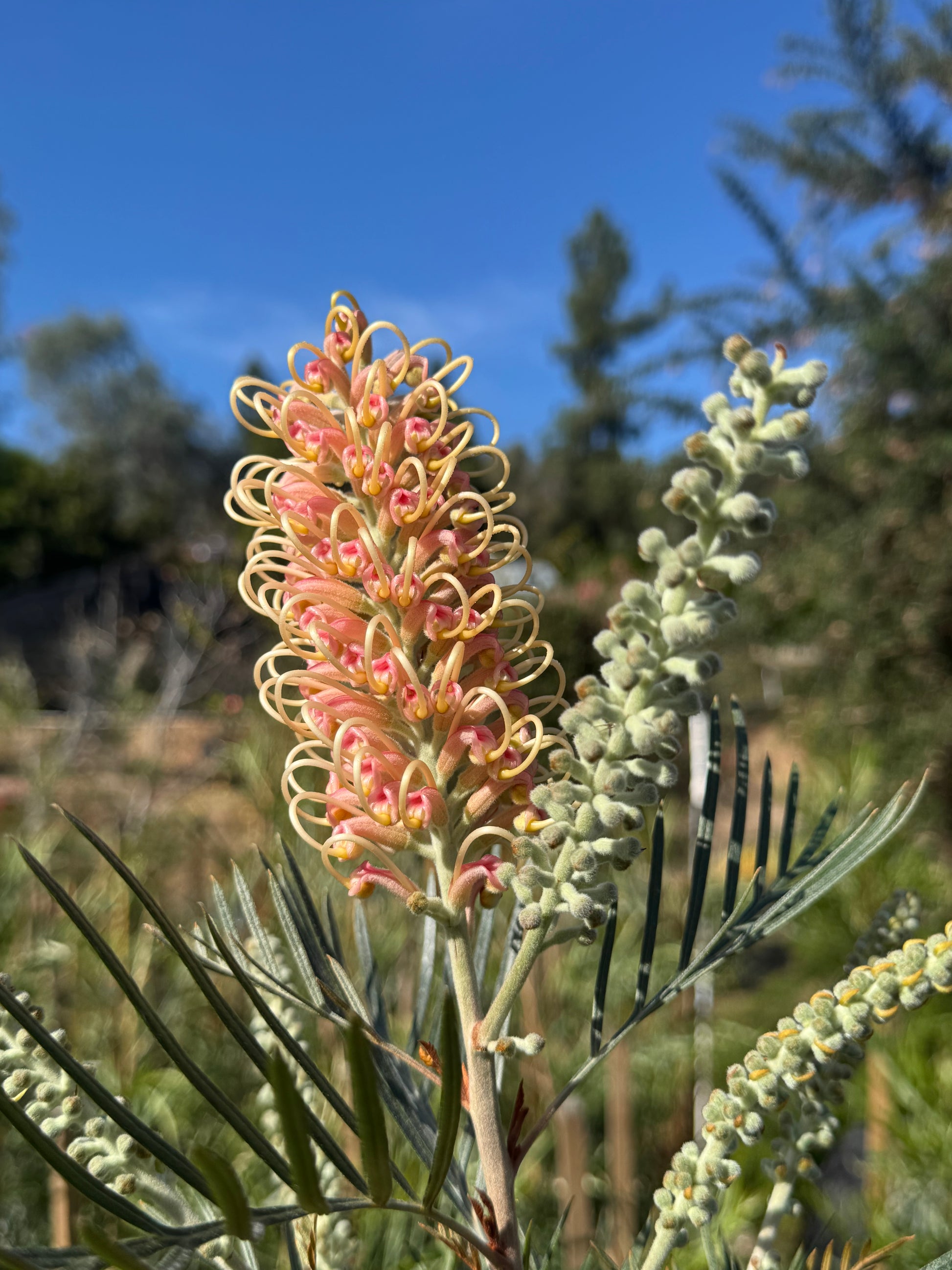 Grevillea Amber Passion flower with curled yellow-pink petals and fine green foliage outdoors