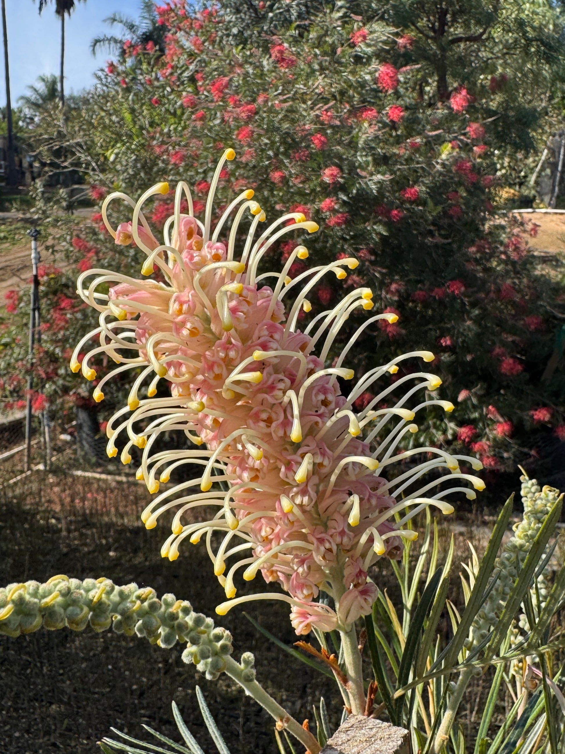 Grevillea Amber Passion flower with pink and yellow blooms in a sunny garden setting