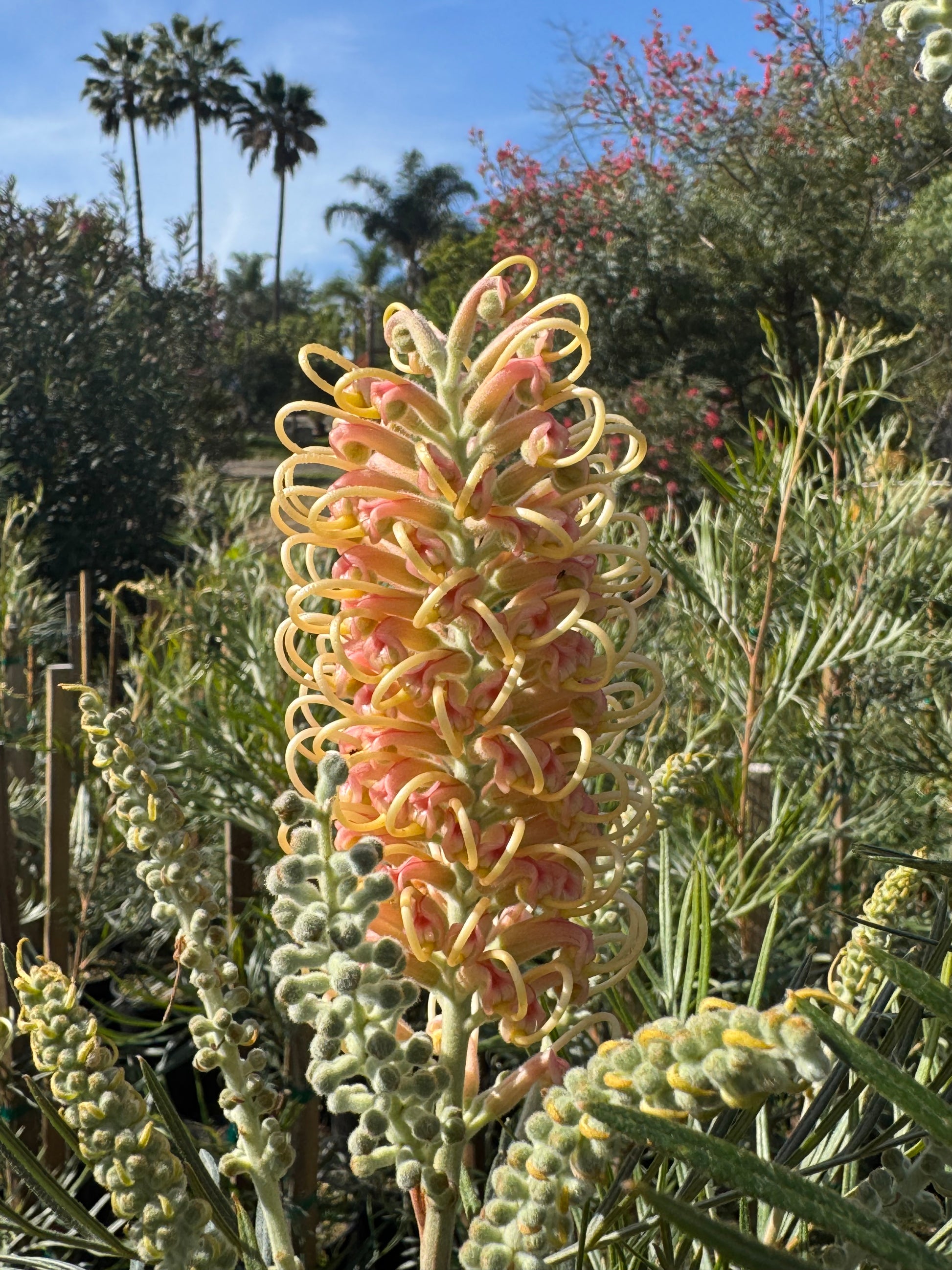 Grevillea Amber Passion flower with pink and yellow curled petals in a sunny garden setting