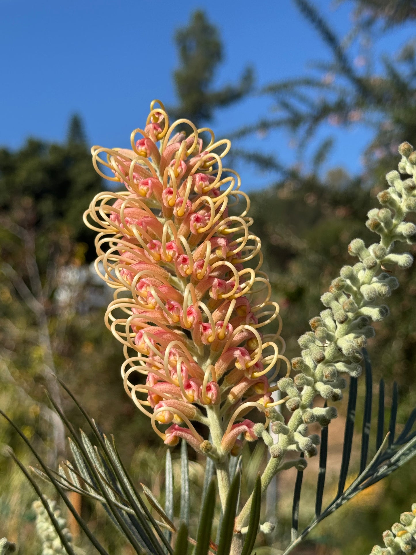 Grevillea Amber Passion flower with pink and yellow curled petals, outdoor garden setting