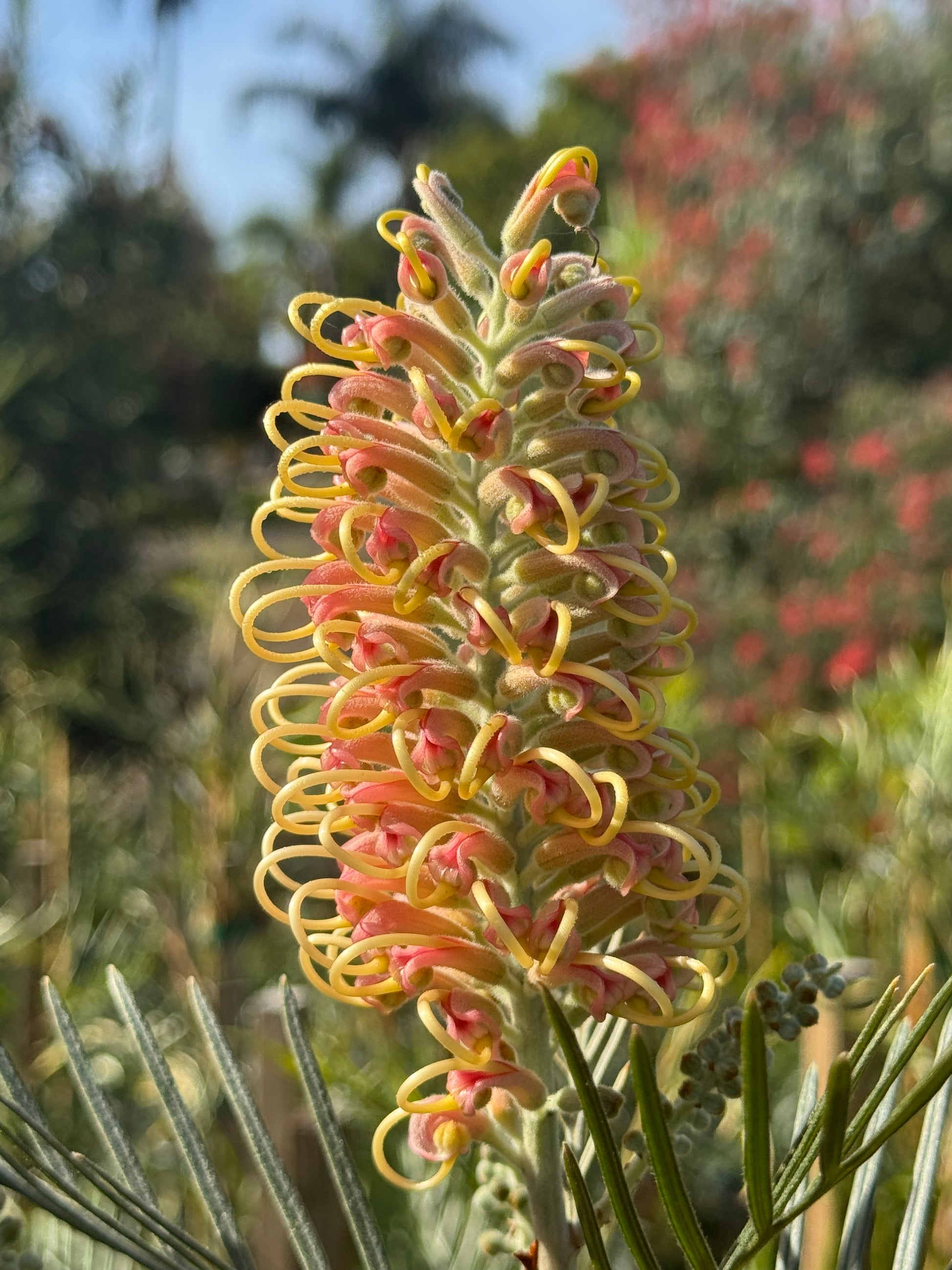 Close-up of Grevillea Amber Passion flower with yellow and pink curled petals in sunlight