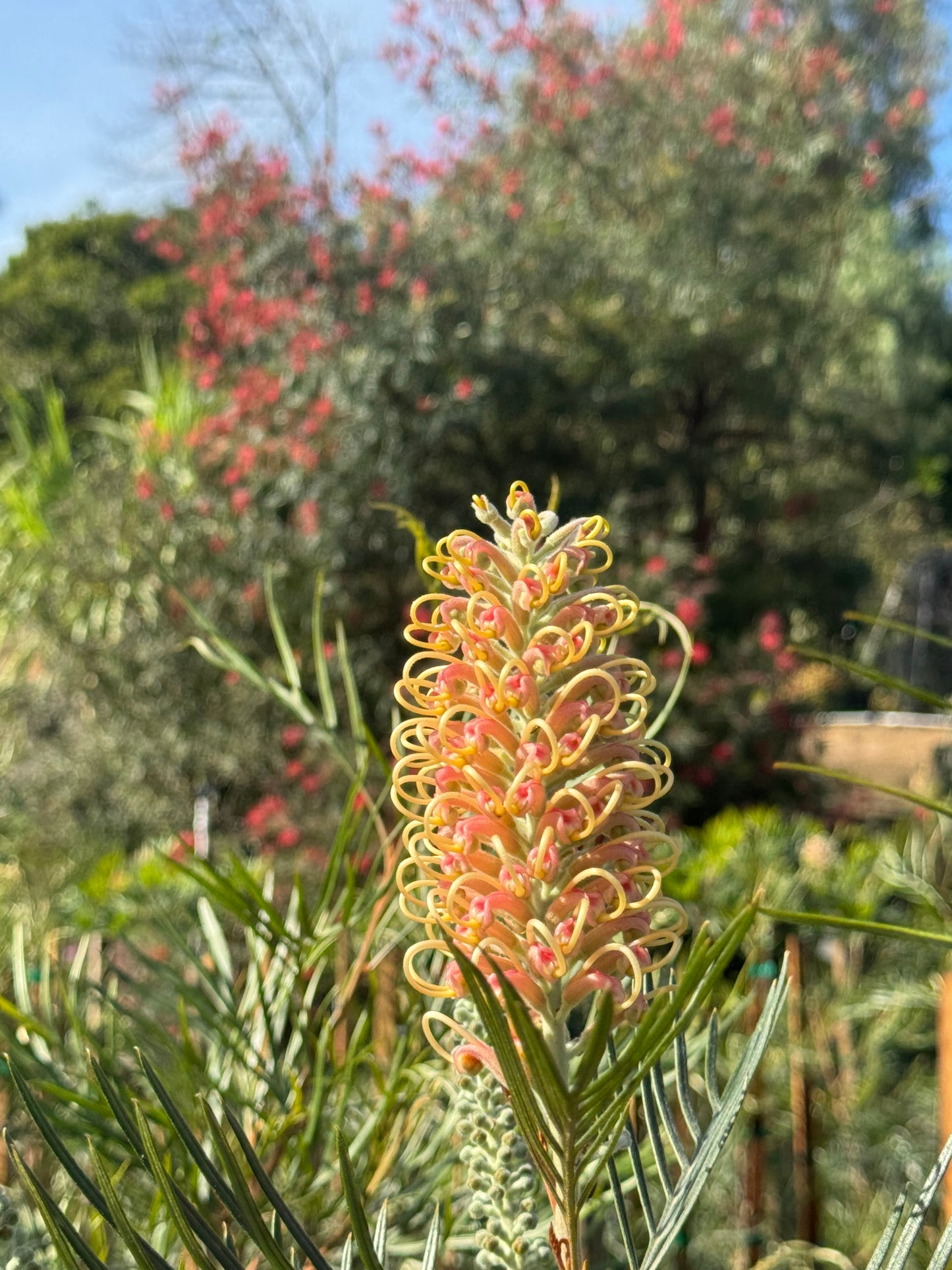 Grevillea Amber Passion flower with yellow and pink curls in a sunlit garden