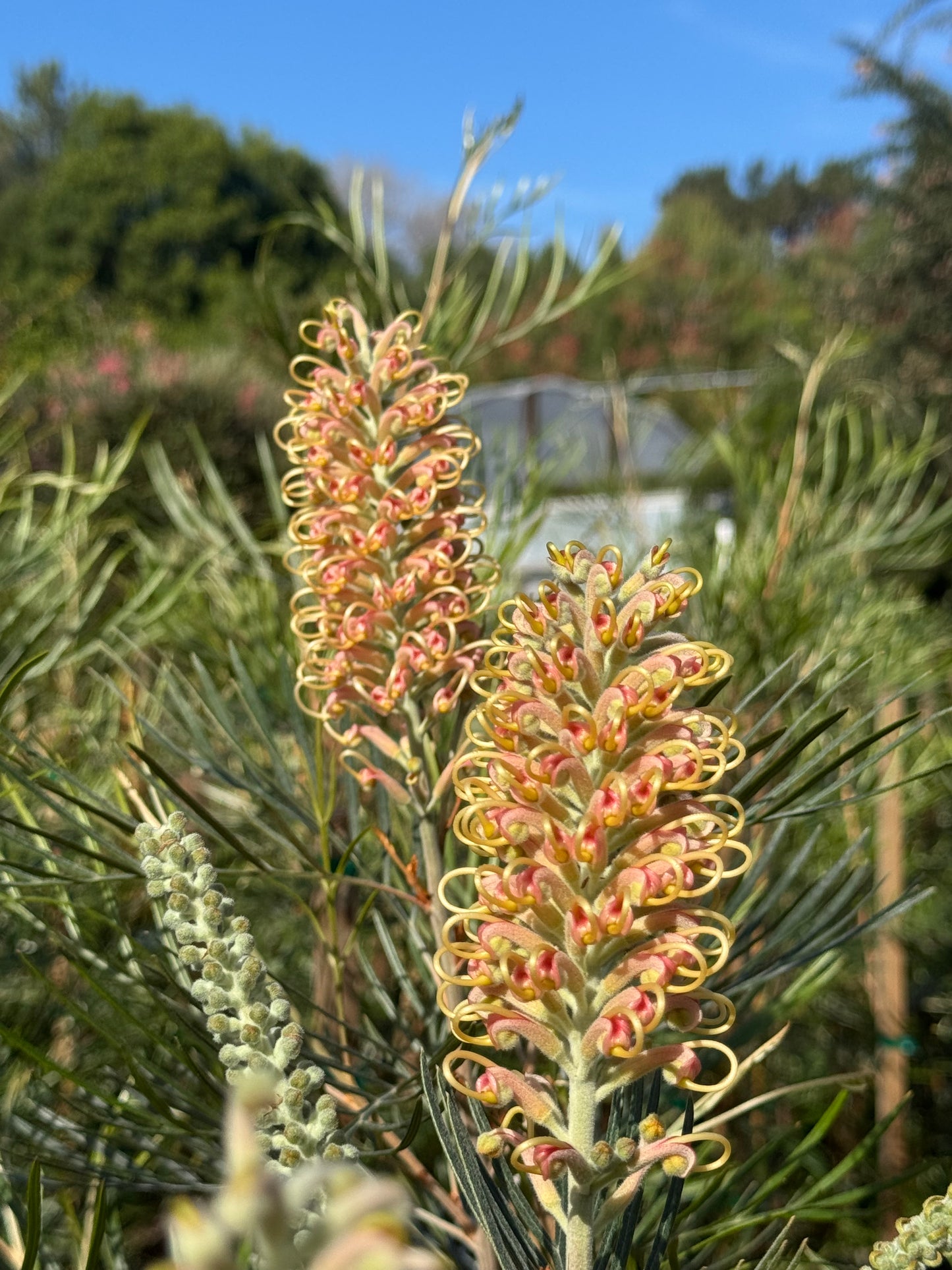 Grevillea Amber Passion blooming outdoors, exotic Australian shrub with curled yellow-pink flowers