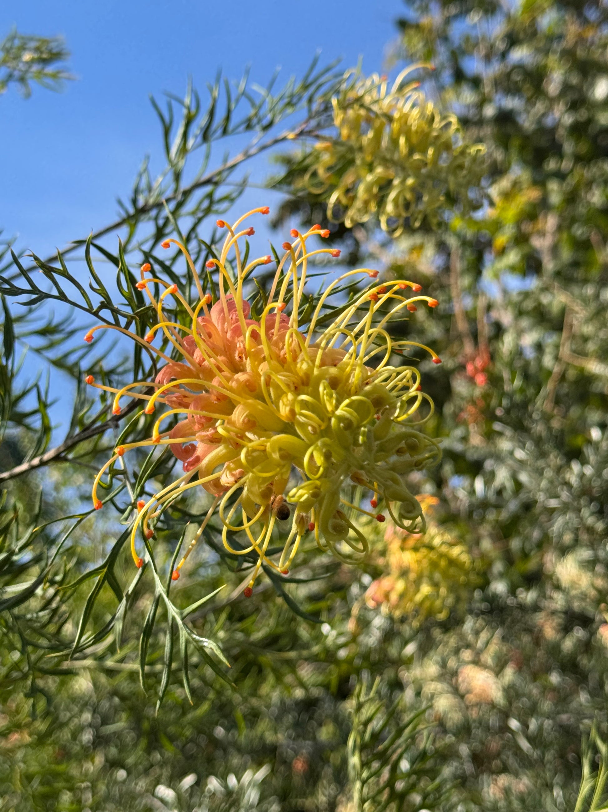 Yellow Grevillea flower with orange tips on green foliage in sunlight, Australian plant