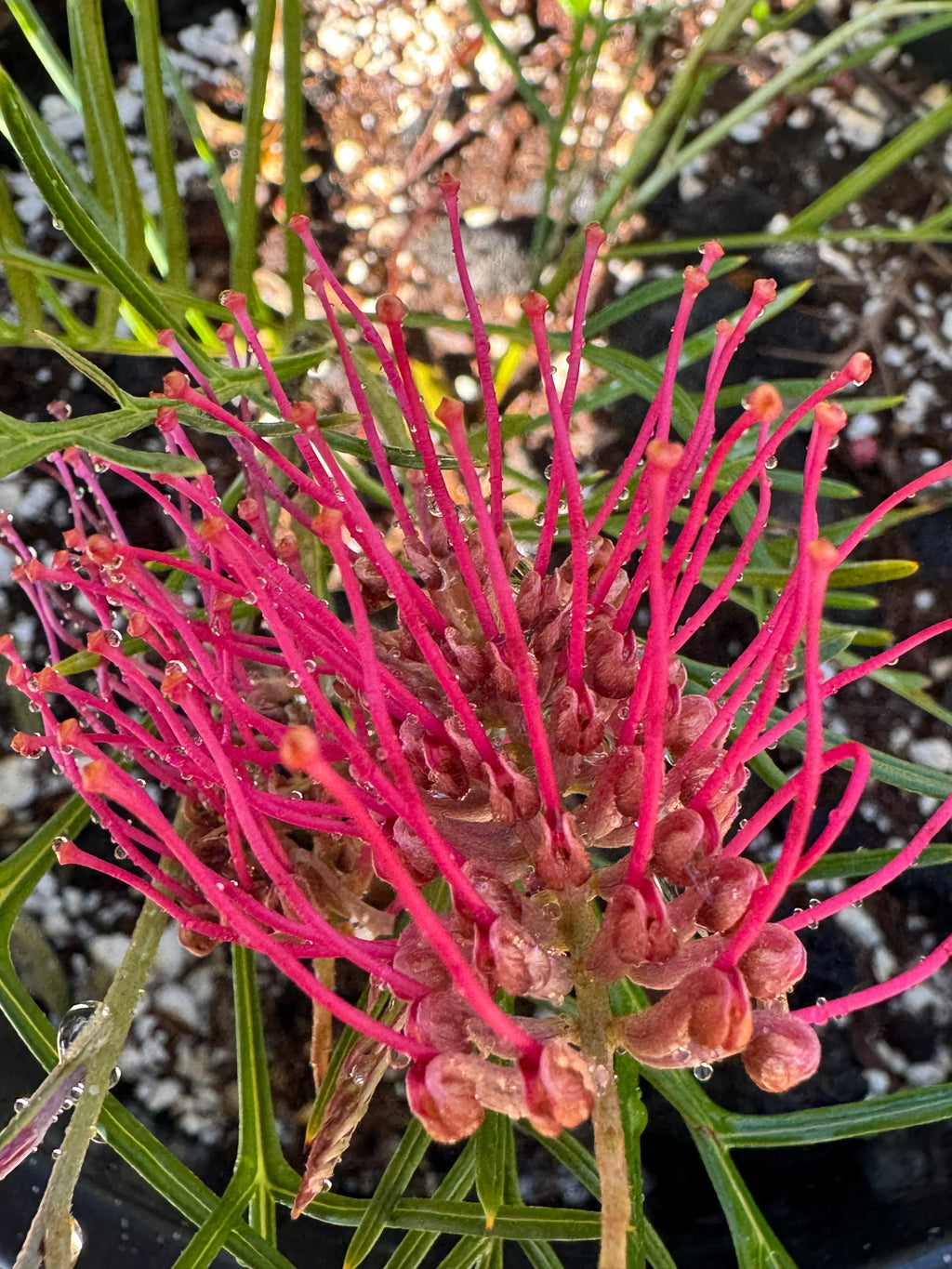 Grevillea ‘Red Hook’: Red‑Flowering Evergreen Shrub