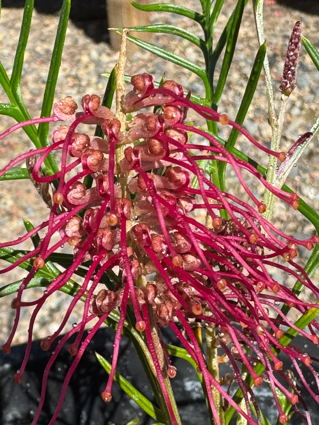 Grevillea ‘Red Hook’: Red‑Flowering Evergreen Shrub