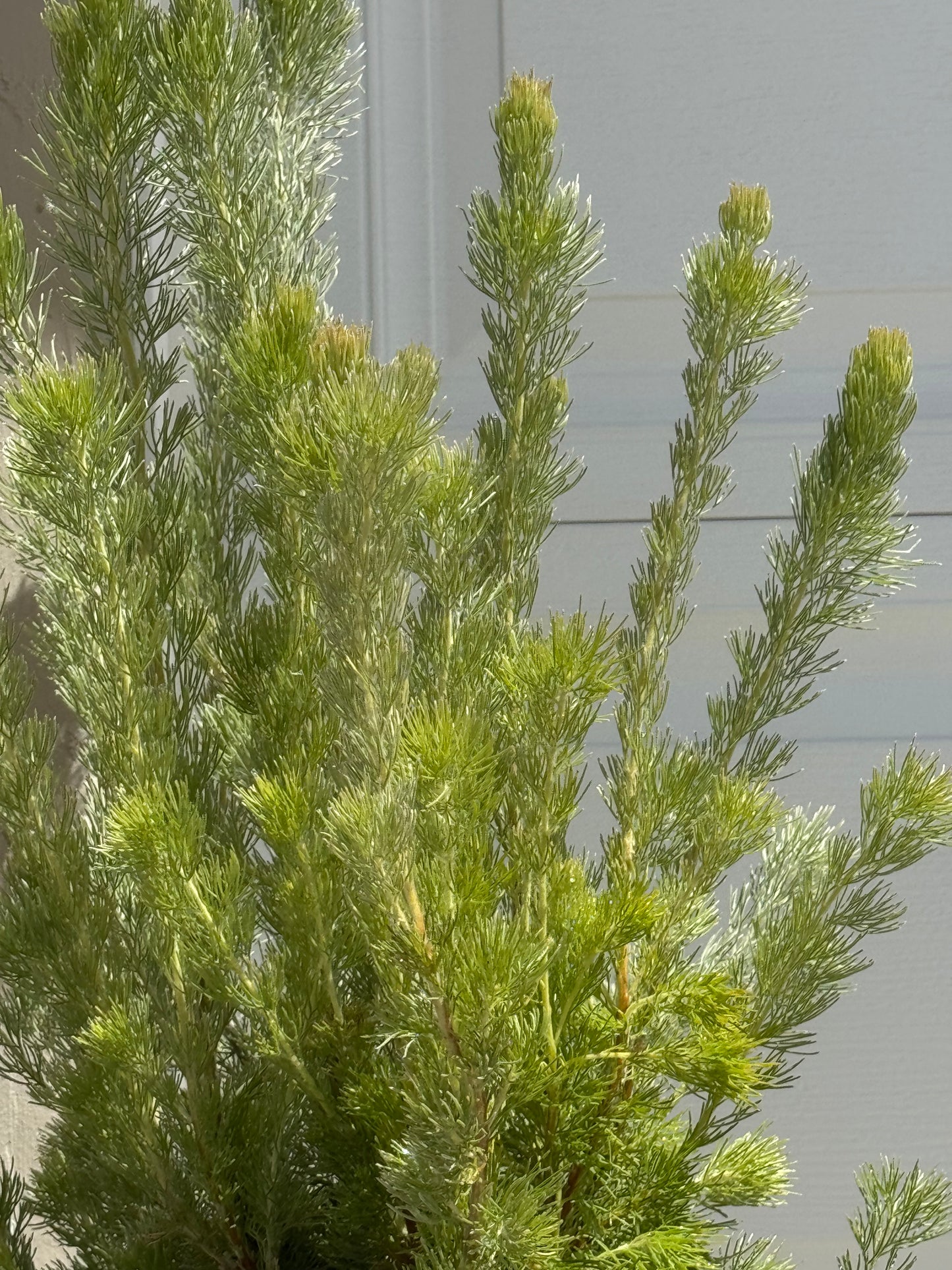 Adenanthos 'Woolly Bush': Ultra-Soft Silvery Foliage and Coastal Hardy Texture
