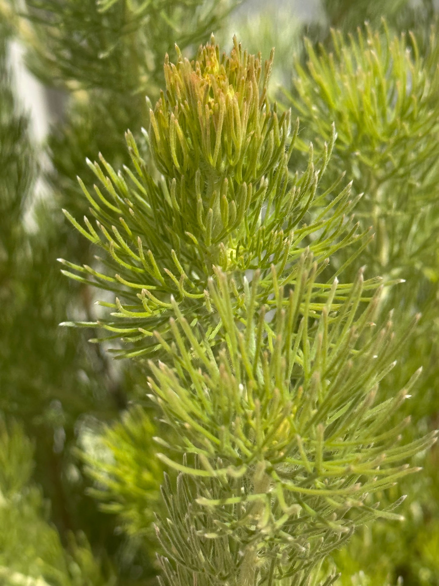 Adenanthos 'Woolly Bush': Ultra-Soft Silvery Foliage and Coastal Hardy Texture