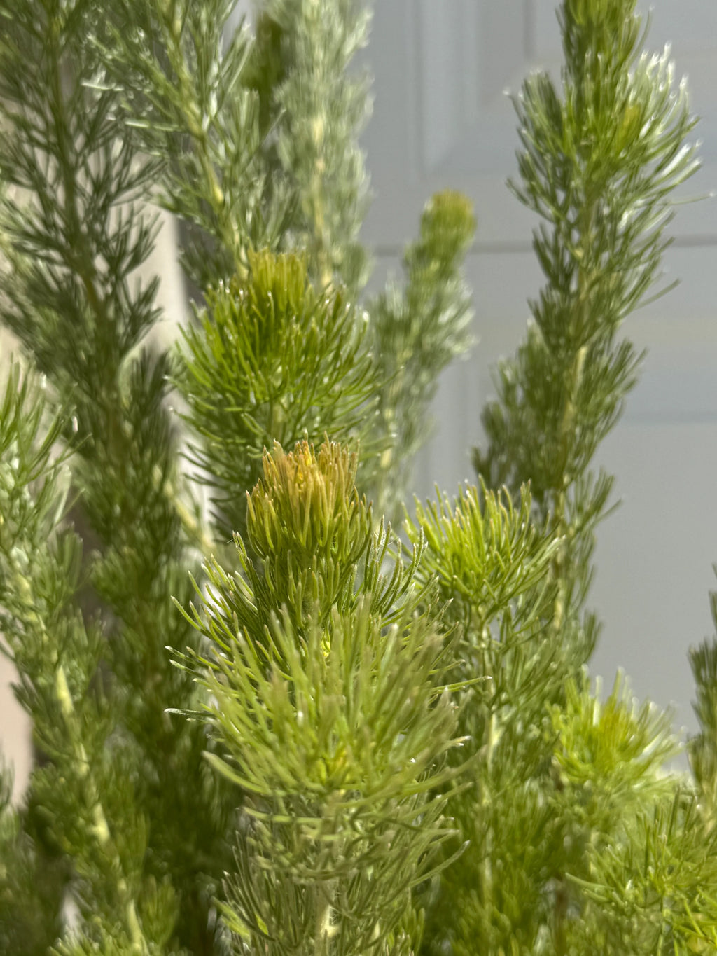 Adenanthos 'Woolly Bush': Ultra-Soft Silvery Foliage and Coastal Hardy Texture
