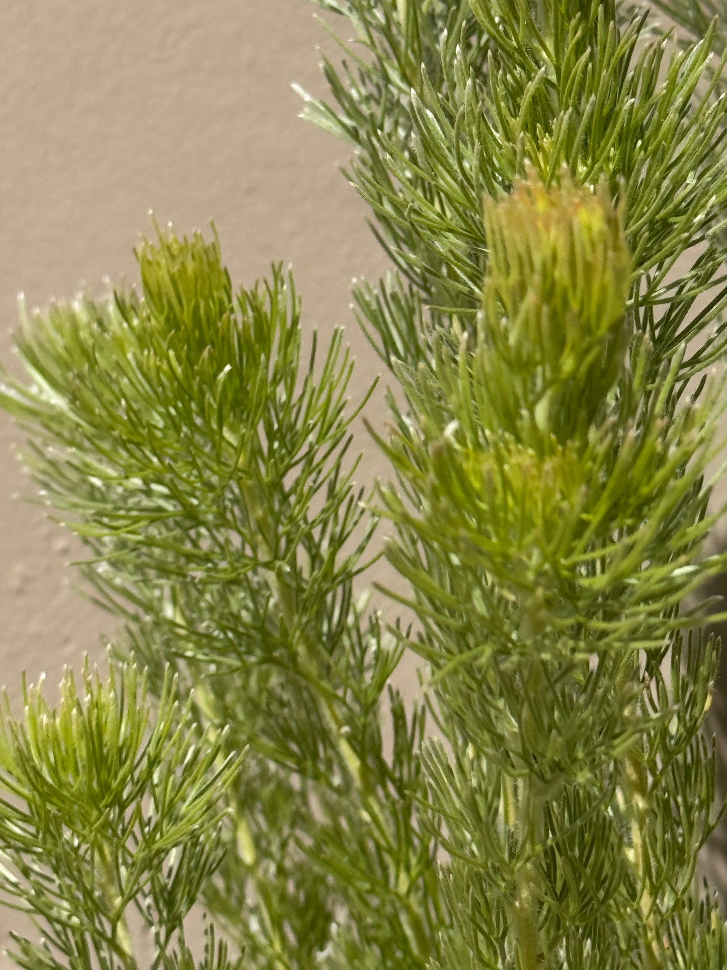 Adenanthos 'Woolly Bush': Ultra-Soft Silvery Foliage and Coastal Hardy Texture